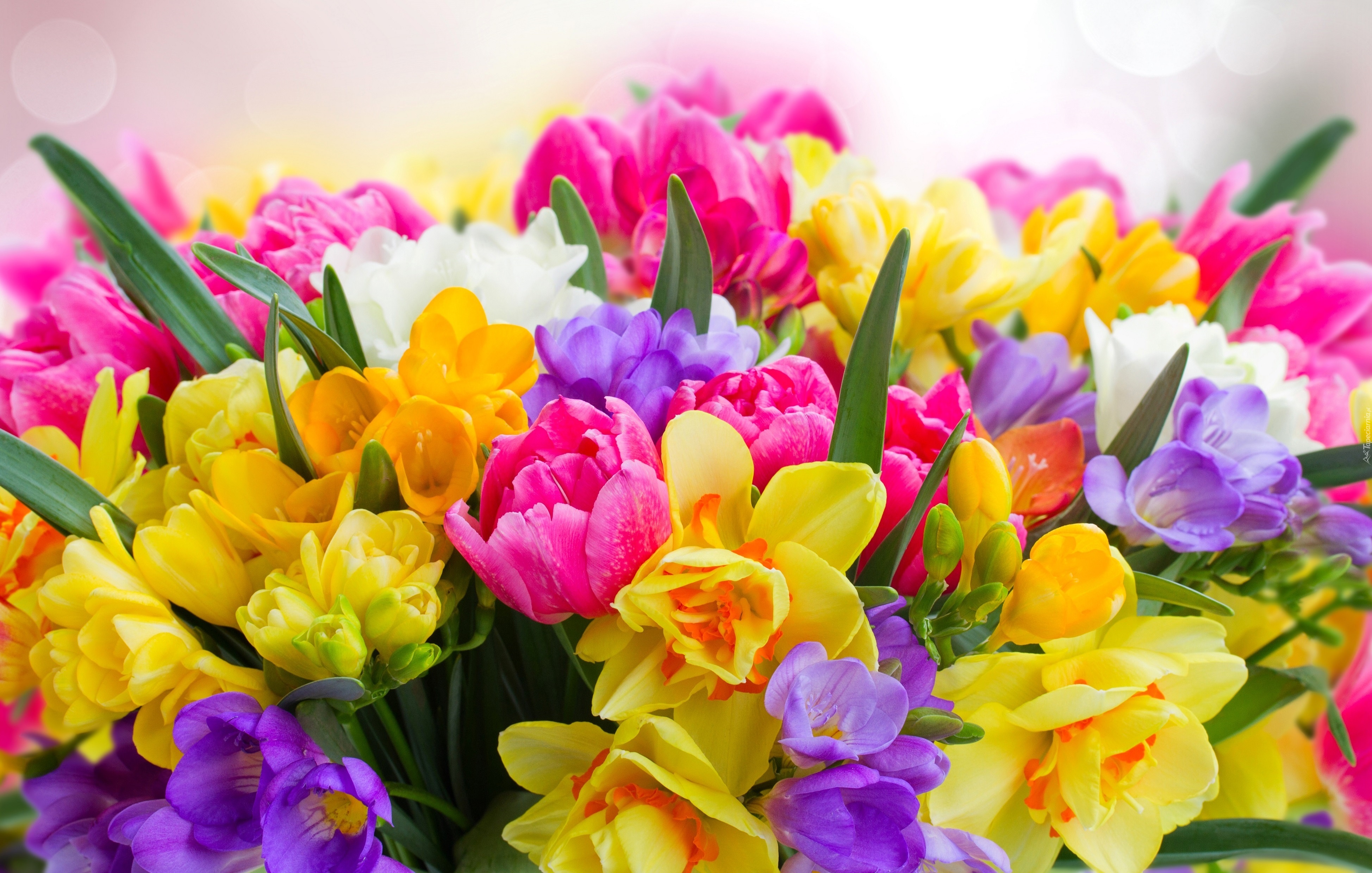 Download mobile wallpaper Flowers, Flower, Earth, Colors, Colorful, Spring for free.