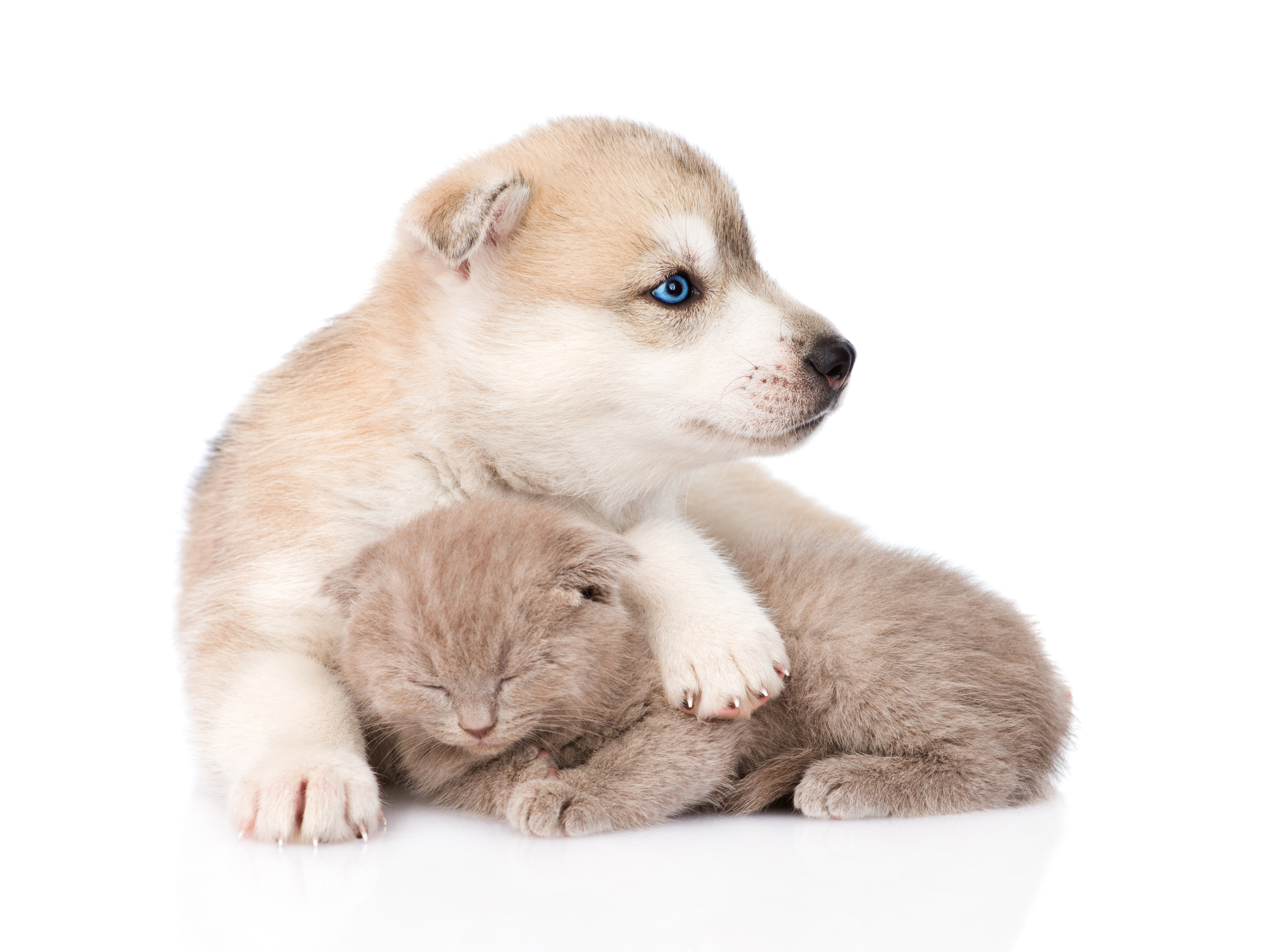 Laden Sie das Tiere, Kätzchen, Süß, Welpen, Schlittenhund, Katz & Hund-Bild kostenlos auf Ihren PC-Desktop herunter