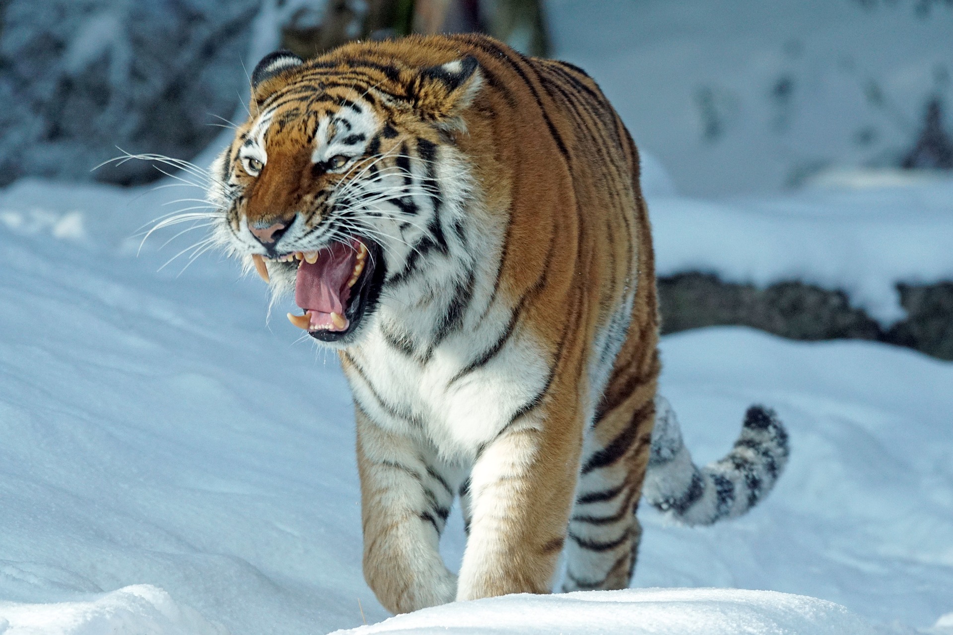 animal, tiger, snarl, snow, winter, cats