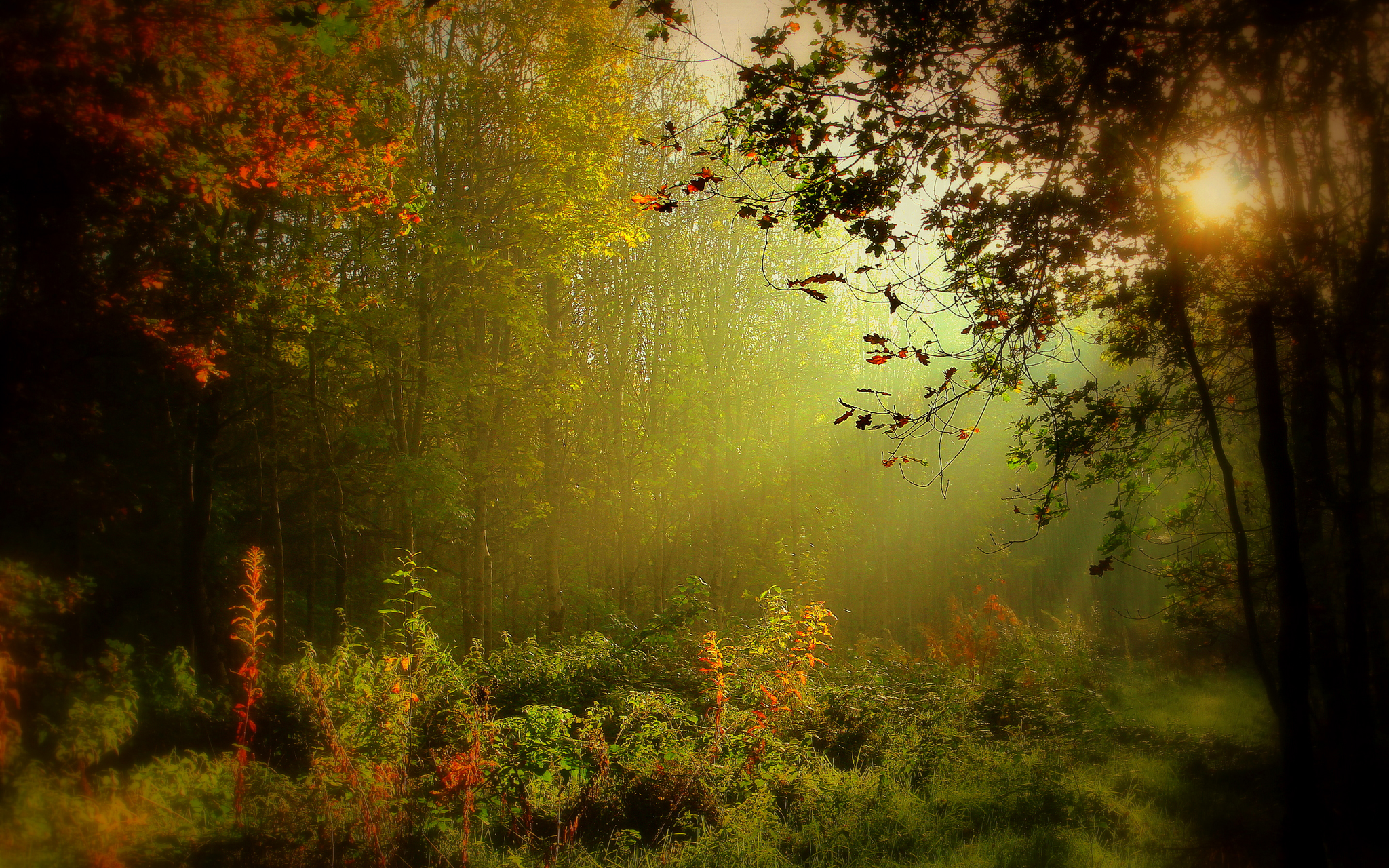 Скачать обои бесплатно Природа, Осень, Солнце, Лес, Дерево, Туман, Солнечный Свет, Земля/природа картинка на рабочий стол ПК