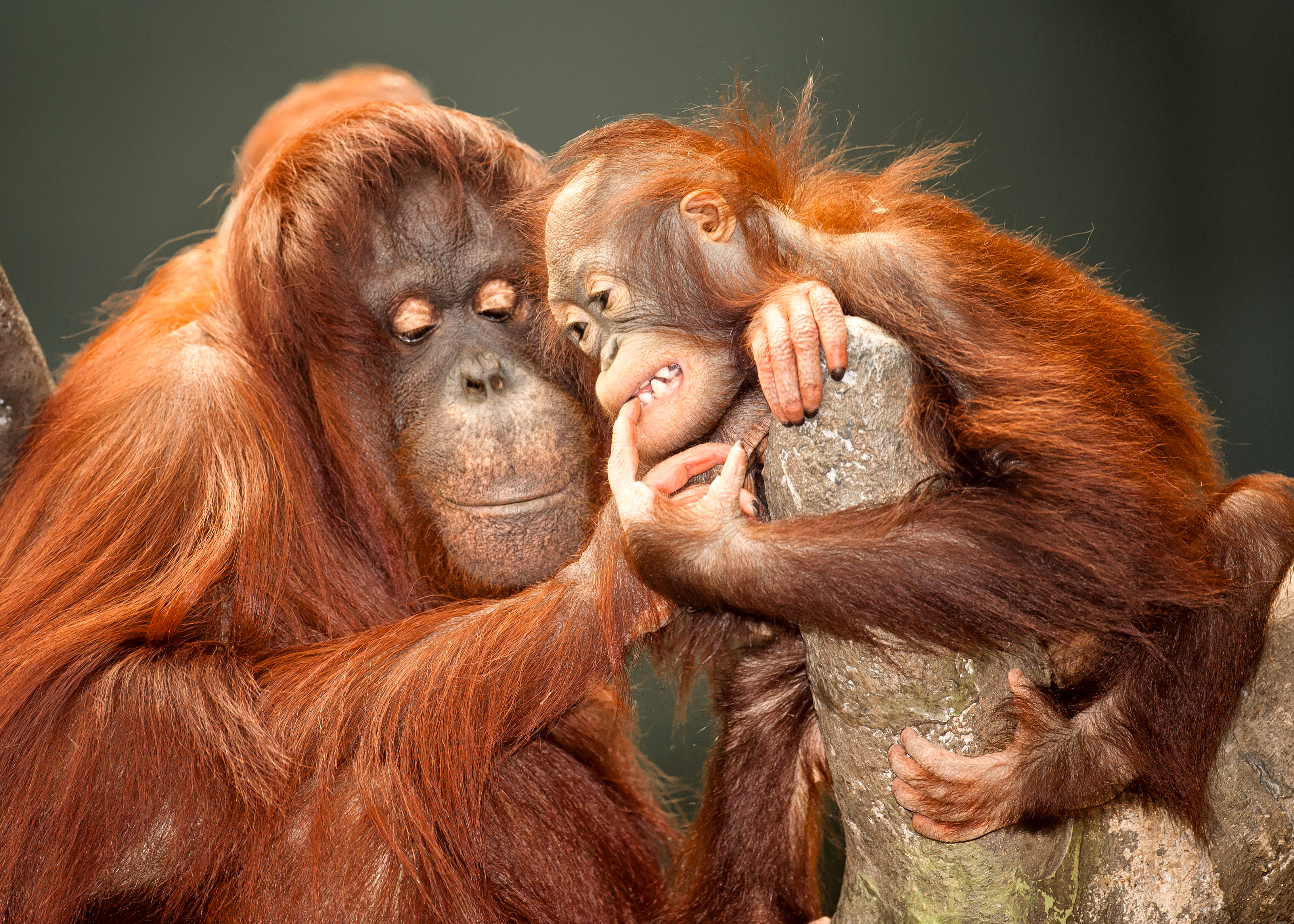 Laden Sie das Tiere, Primas, Affen, Orang Utan, Tierbaby-Bild kostenlos auf Ihren PC-Desktop herunter
