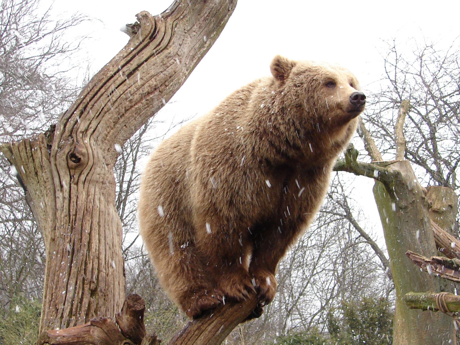 Скачать обои бесплатно Дерево, Животные, Дождь, Лес, Медведь картинка на рабочий стол ПК