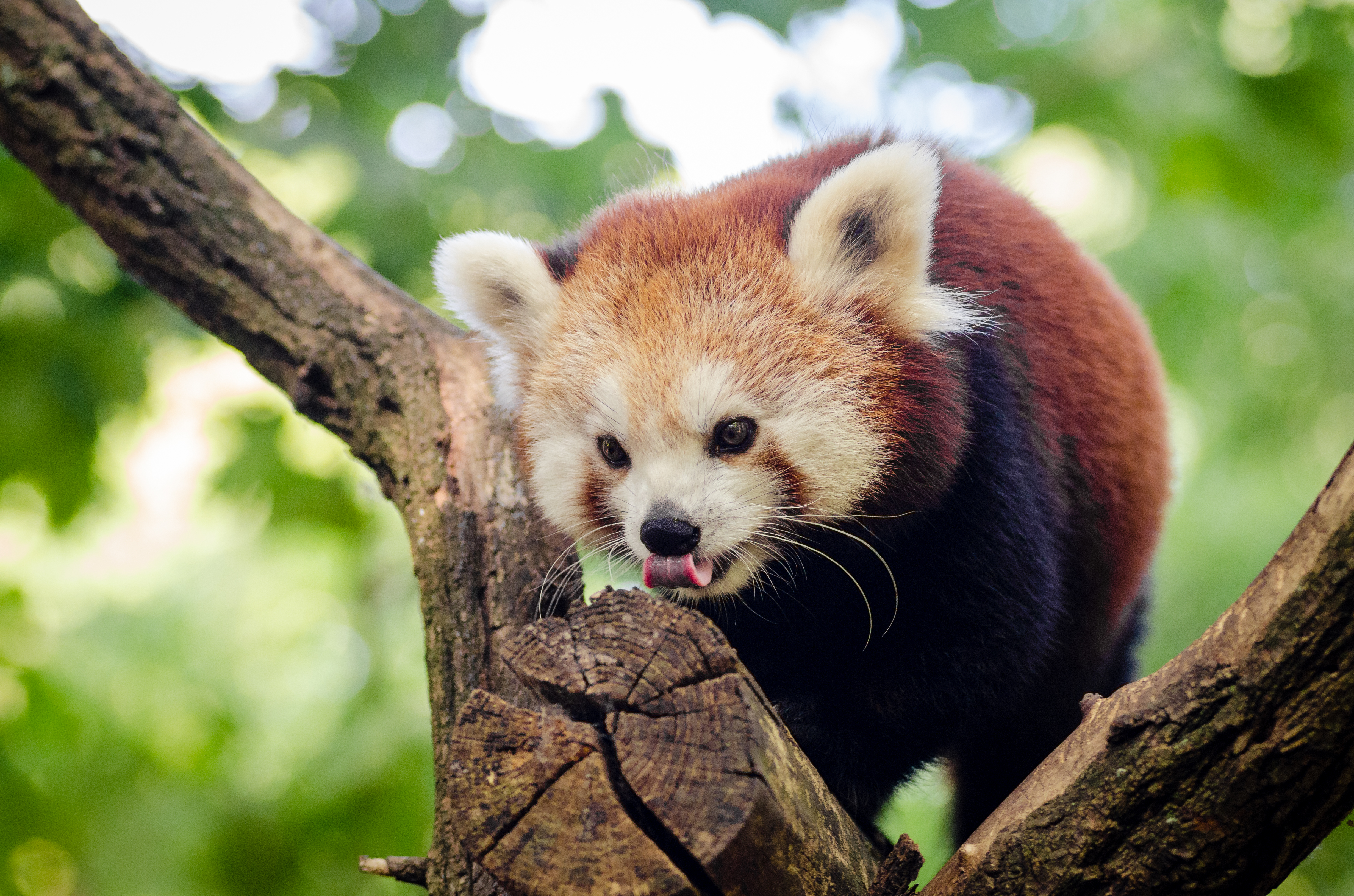 98818 скачать картинку малая панда, животные, дерево, лазать, красная панда - обои и заставки бесплатно