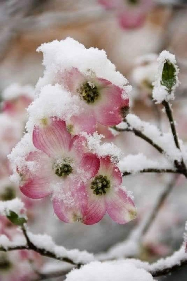 Download mobile wallpaper Winter, Flowers, Snow, Flower, Earth for free.