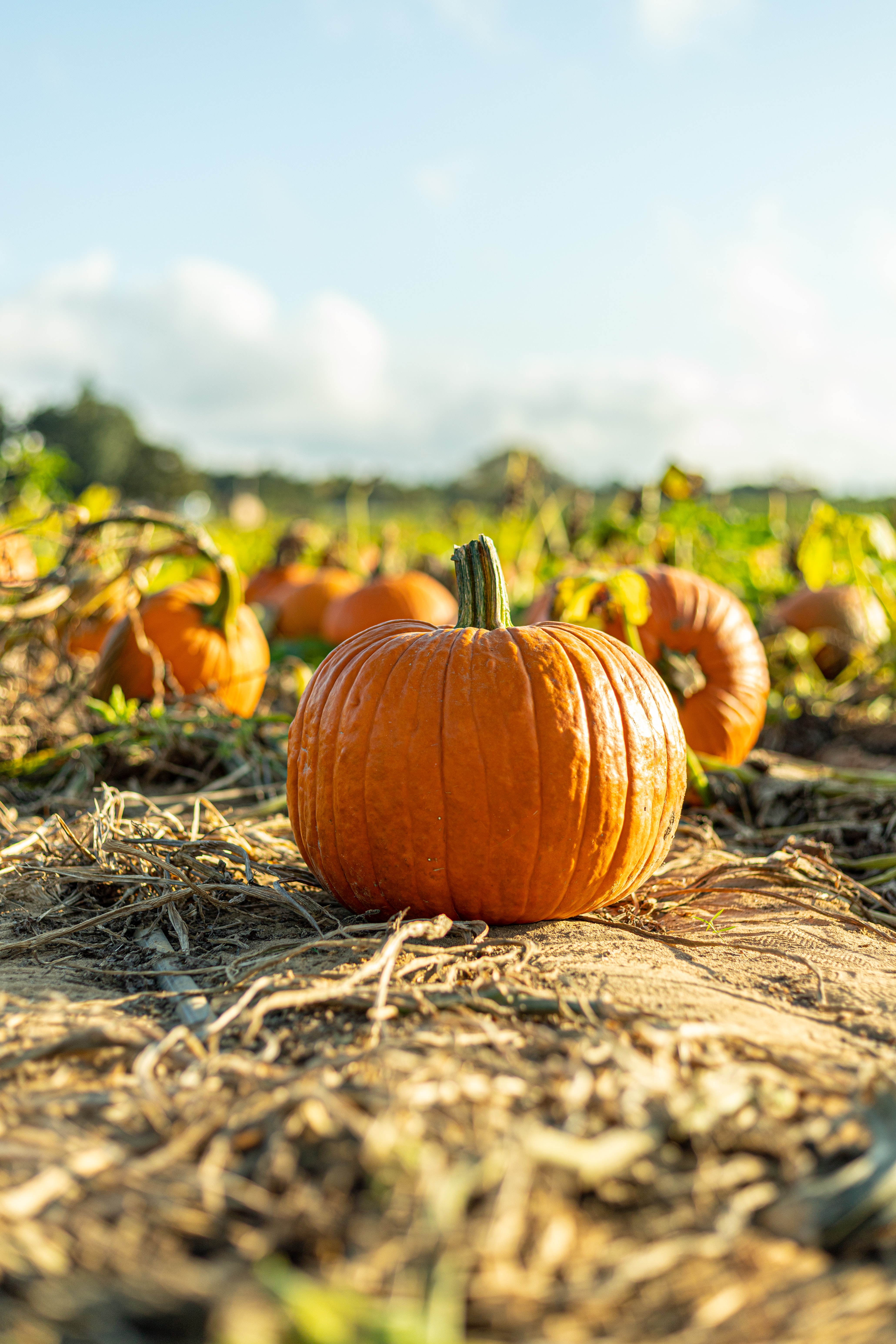 pumpkin, autumn, nature, harvest, vegetable