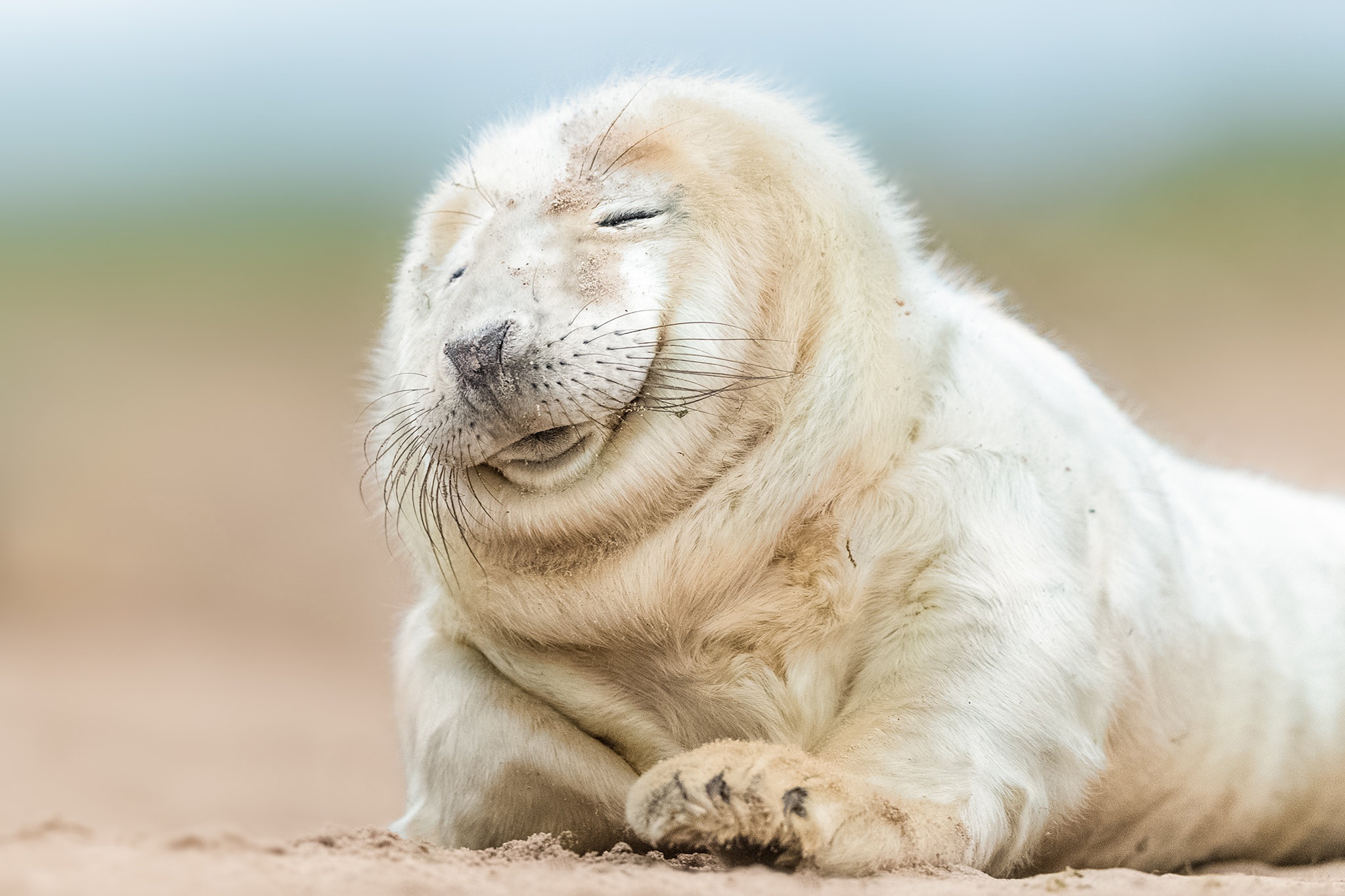 Laden Sie das Seehund, Dichtungen, Tiere-Bild kostenlos auf Ihren PC-Desktop herunter
