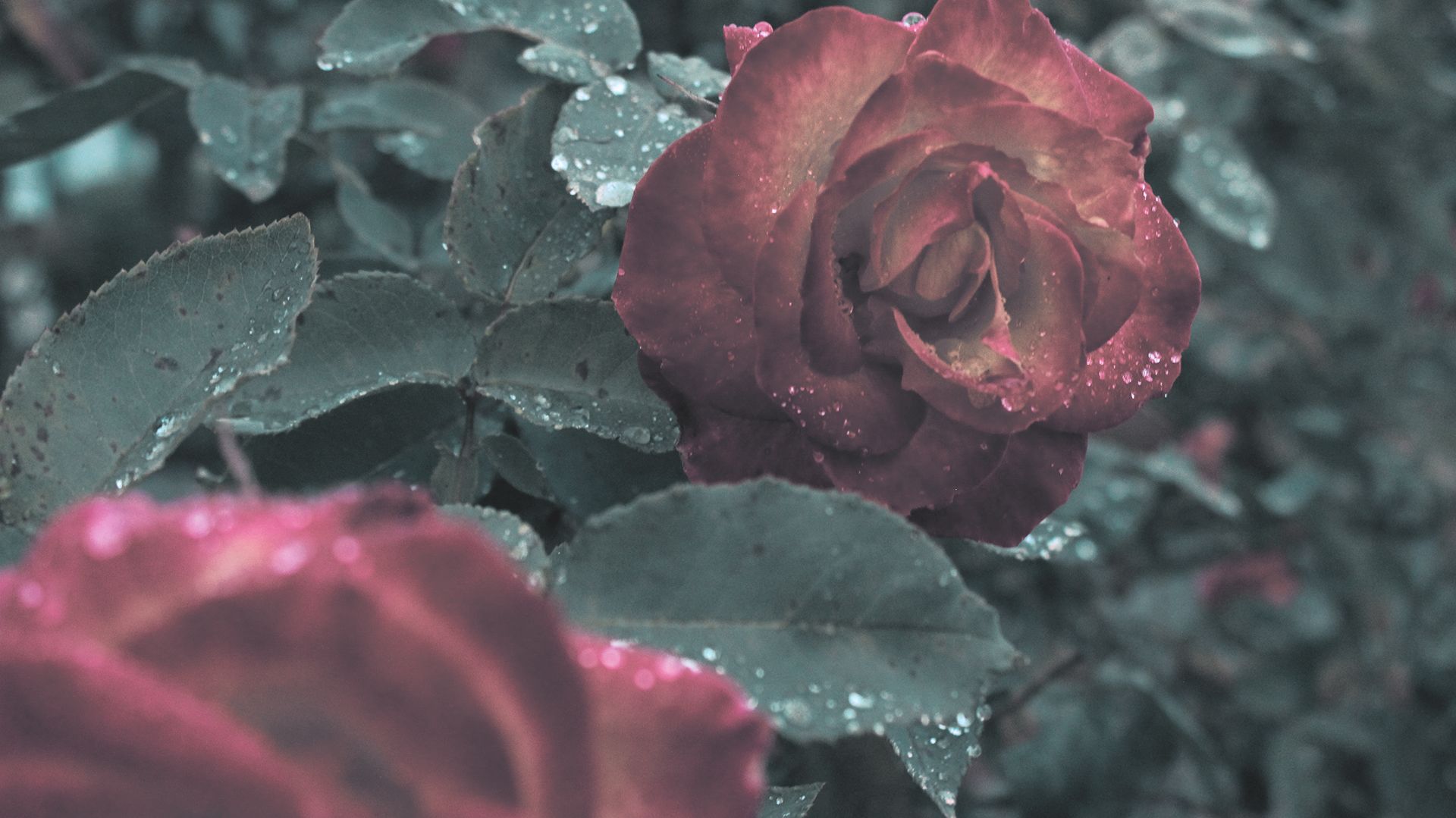 Free download wallpaper Flowers, Rose, Earth on your PC desktop