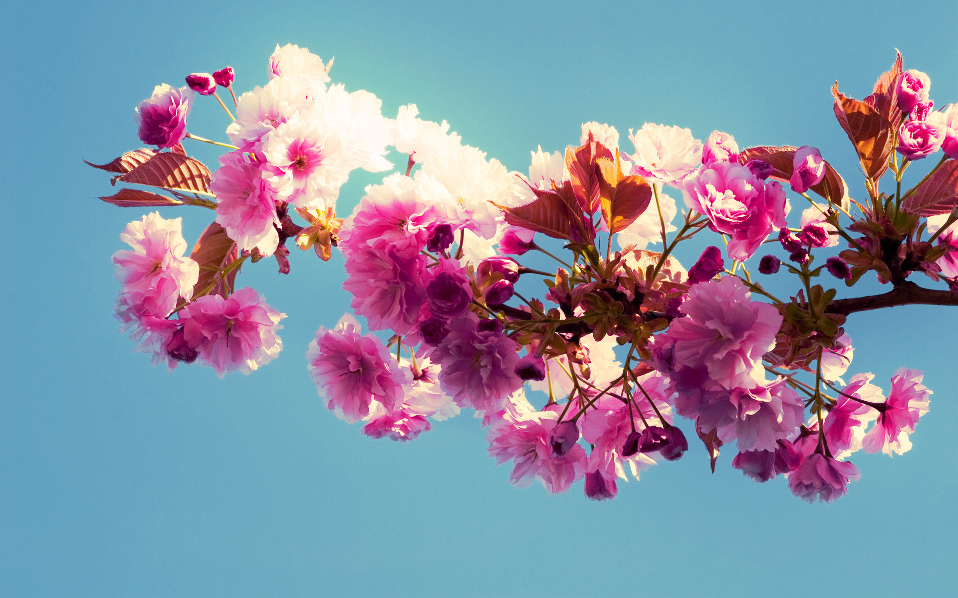 Free download wallpaper Blossom, Flowers, Earth on your PC desktop