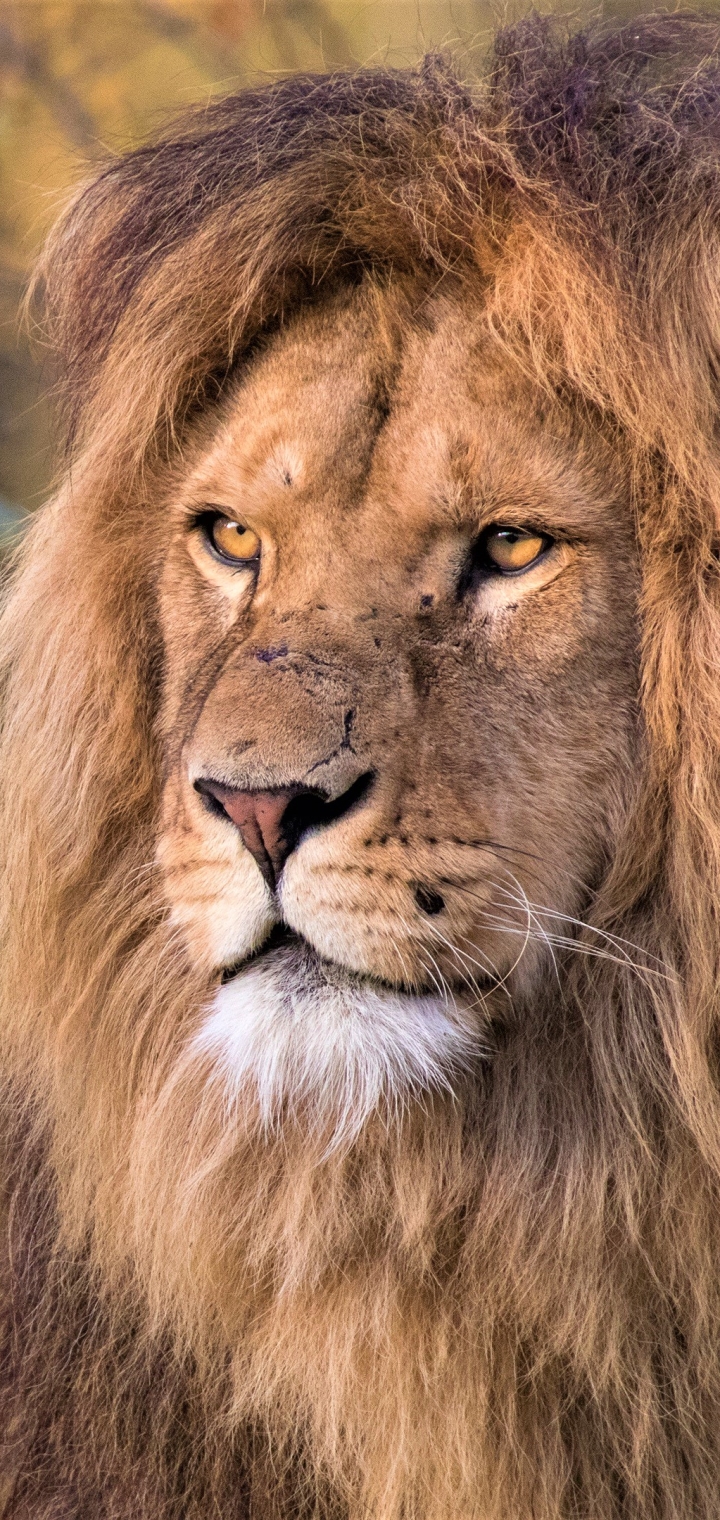 Baixar papel de parede para celular de Animais, Gatos, Leão gratuito.