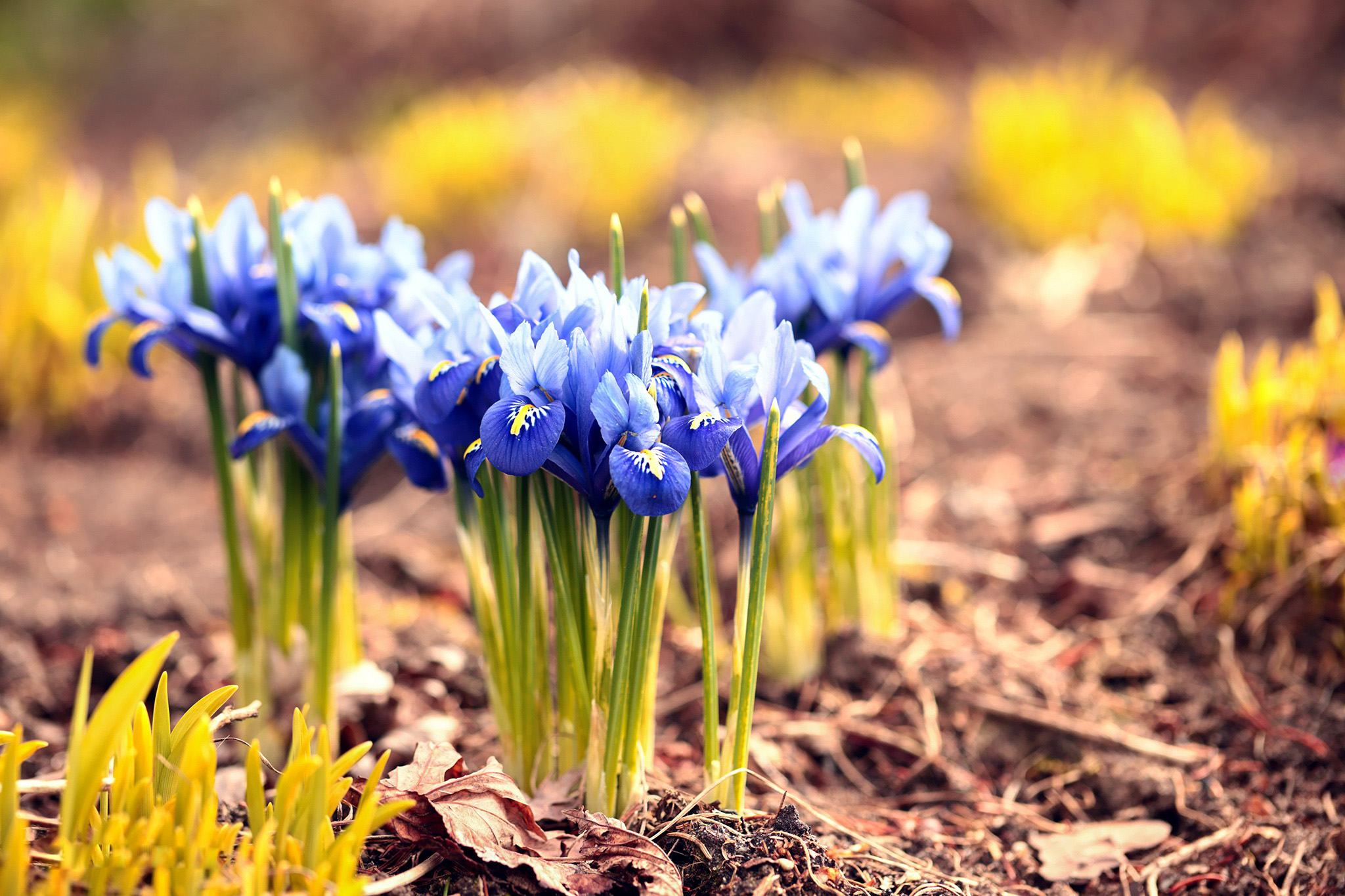 Descarga gratuita de fondo de pantalla para móvil de Flores, Iris, Flor, Tierra/naturaleza, Flor Azul.