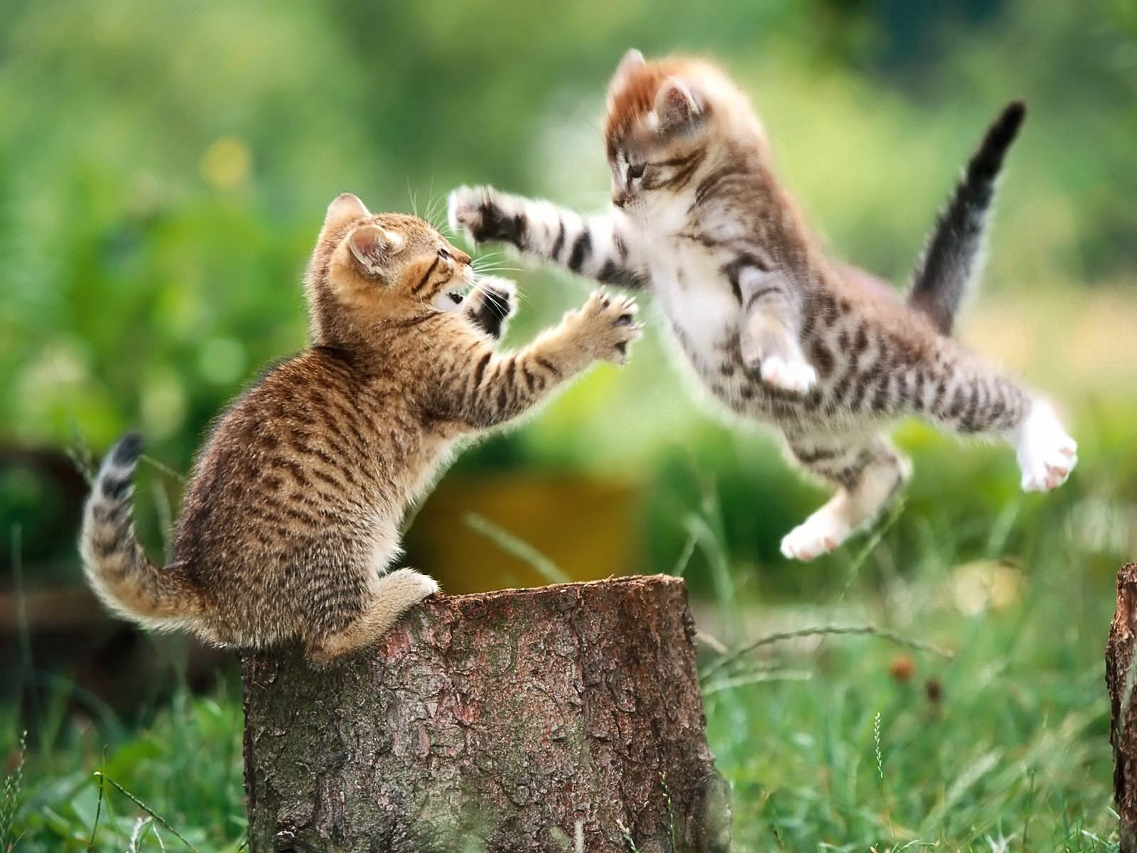 kittens, animals, couple, pair, fight, stump, penek