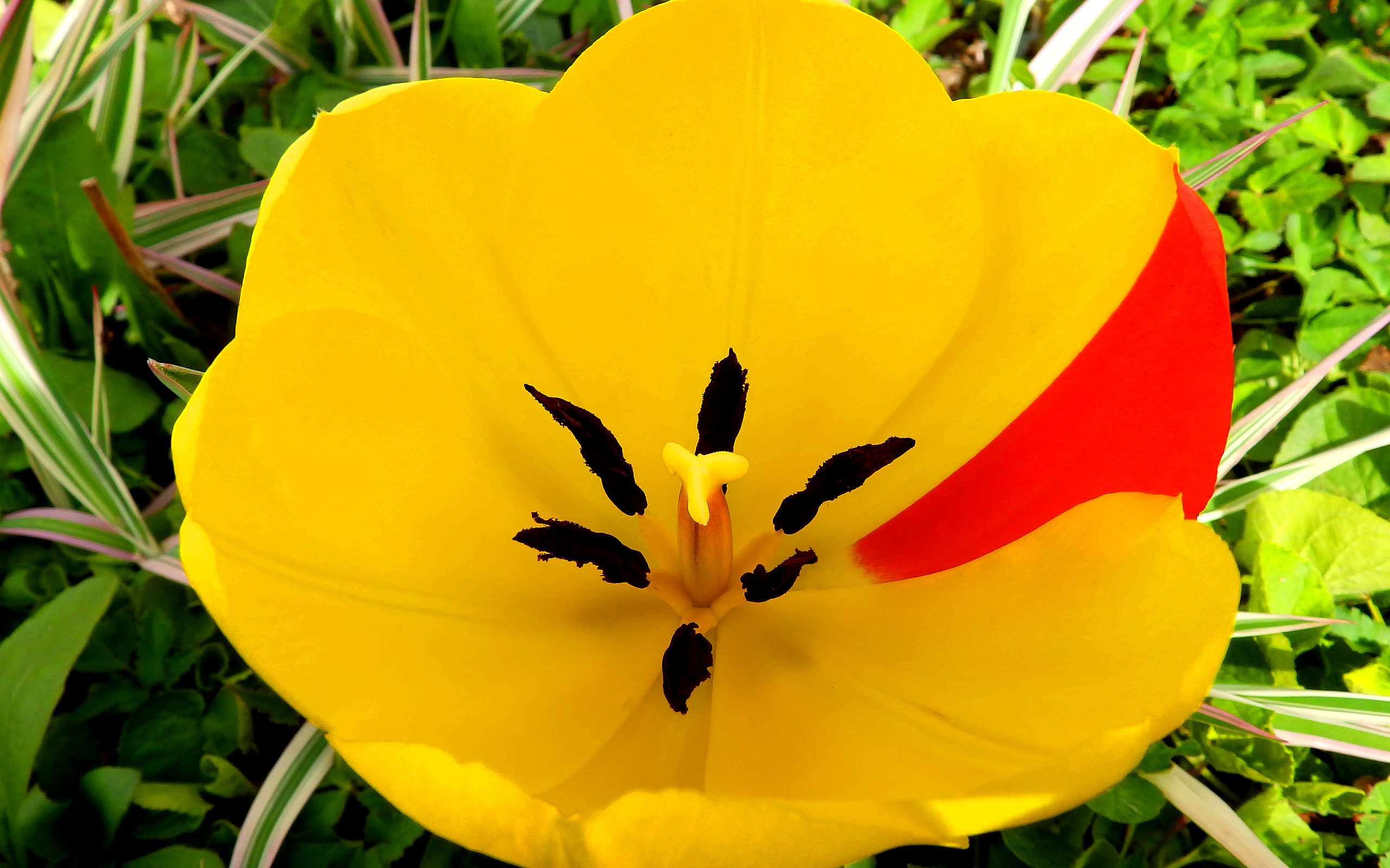 Download mobile wallpaper Nature, Flowers, Flower, Close Up, Earth, Tulip, Yellow Flower for free.