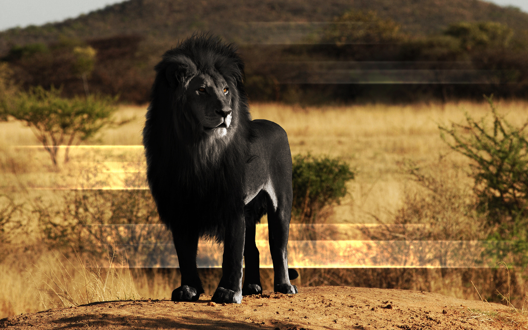 Téléchargez des papiers peints mobile Animaux, Lion gratuitement.