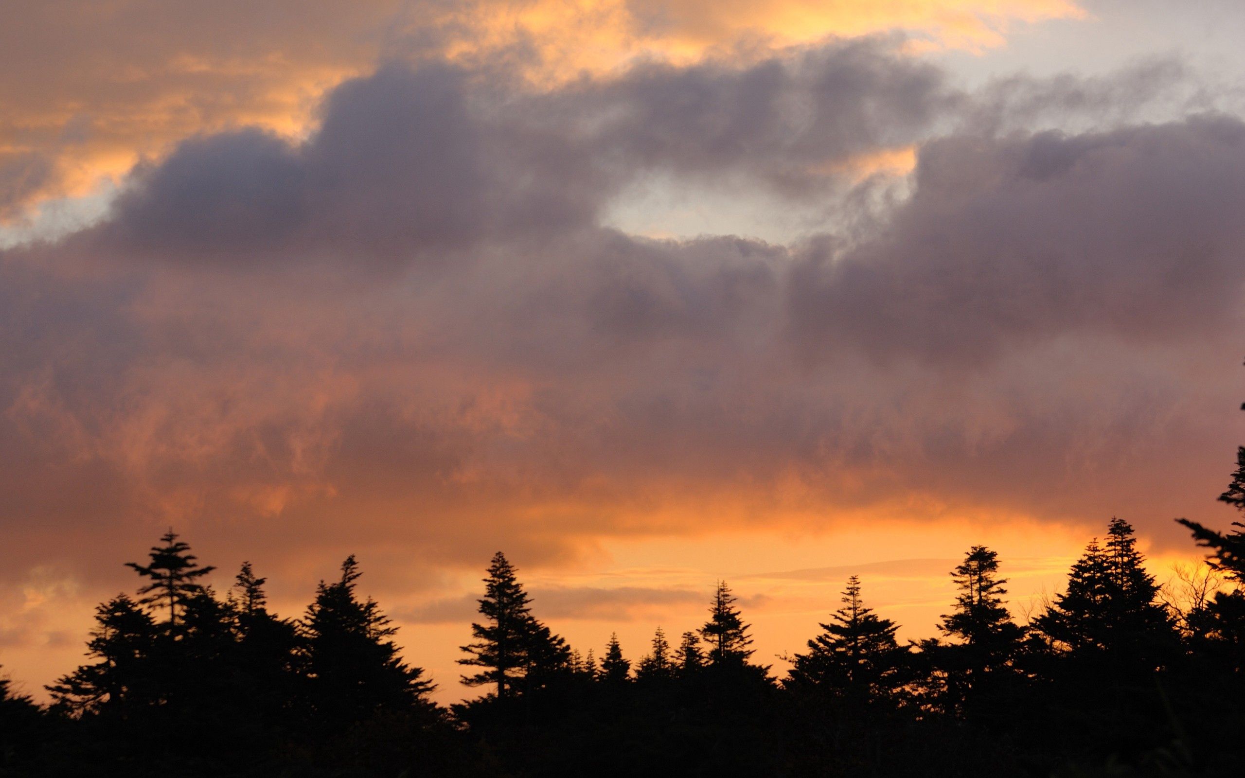 Laden Sie das Natur, Bäume, Sunset, Sky, Clouds-Bild kostenlos auf Ihren PC-Desktop herunter