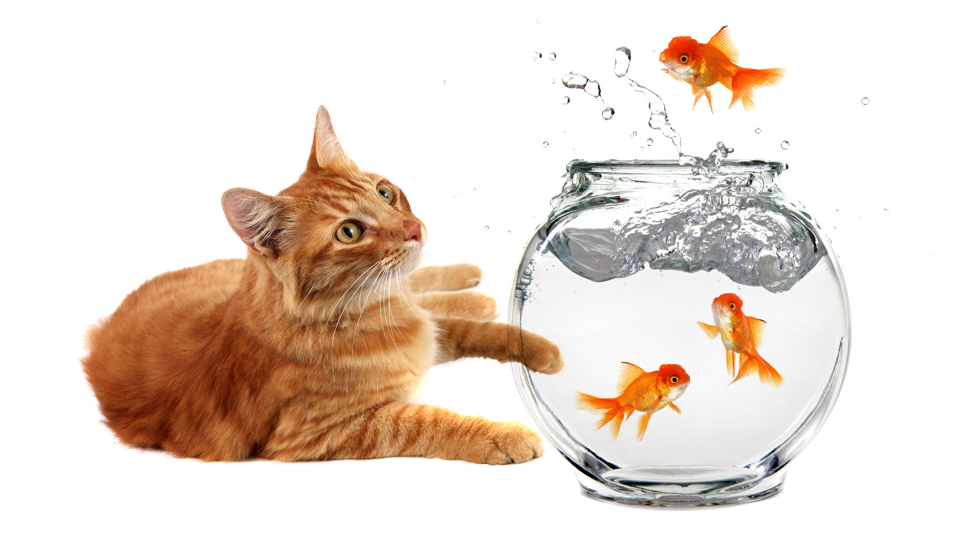 261183 Hintergrundbild herunterladen tiere, katze, fisch, goldfische, katzen - Bildschirmschoner und Bilder kostenlos
