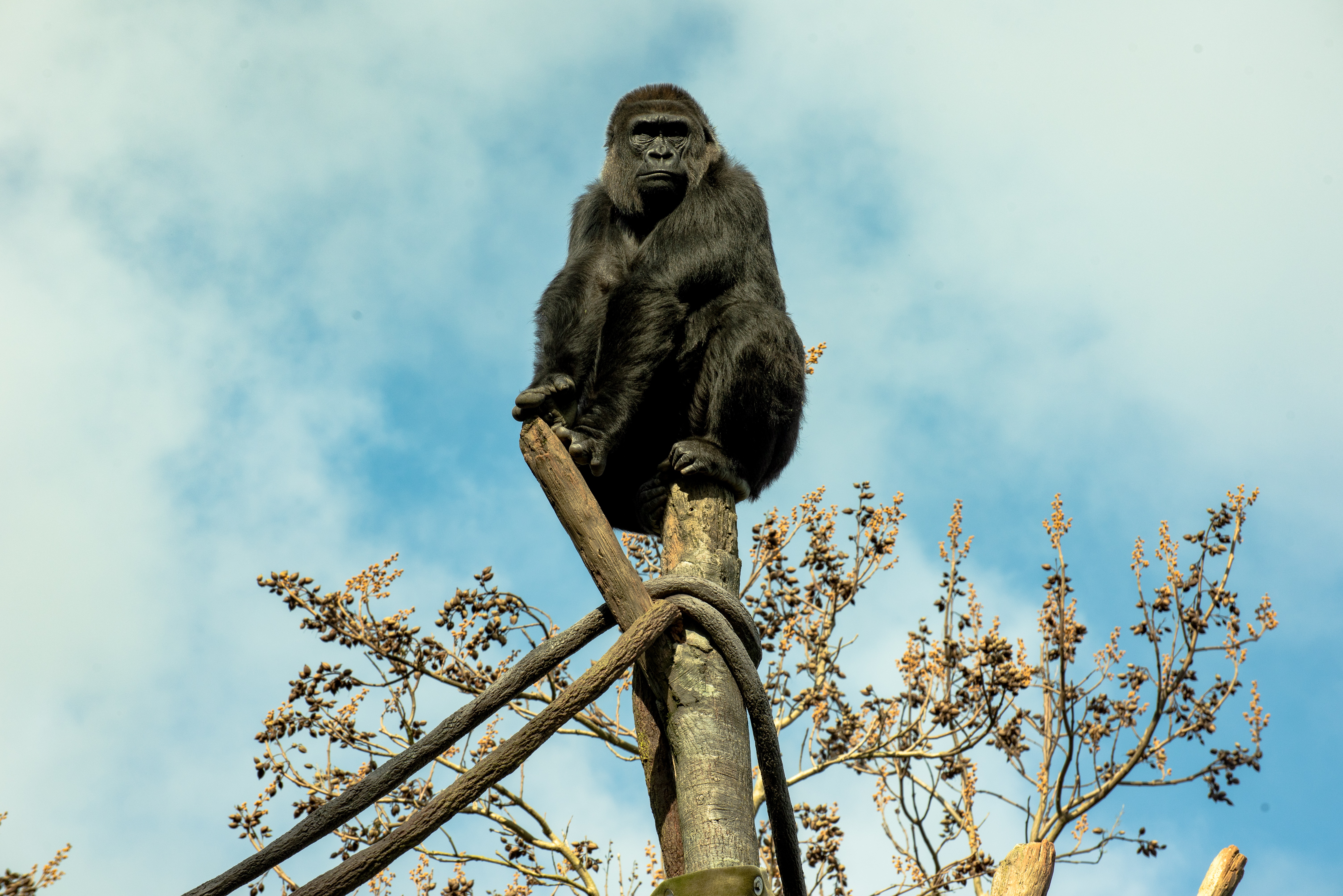 482987 Hintergrundbild herunterladen tiere, gorilla, affe, primas, zoo, affen - Bildschirmschoner und Bilder kostenlos