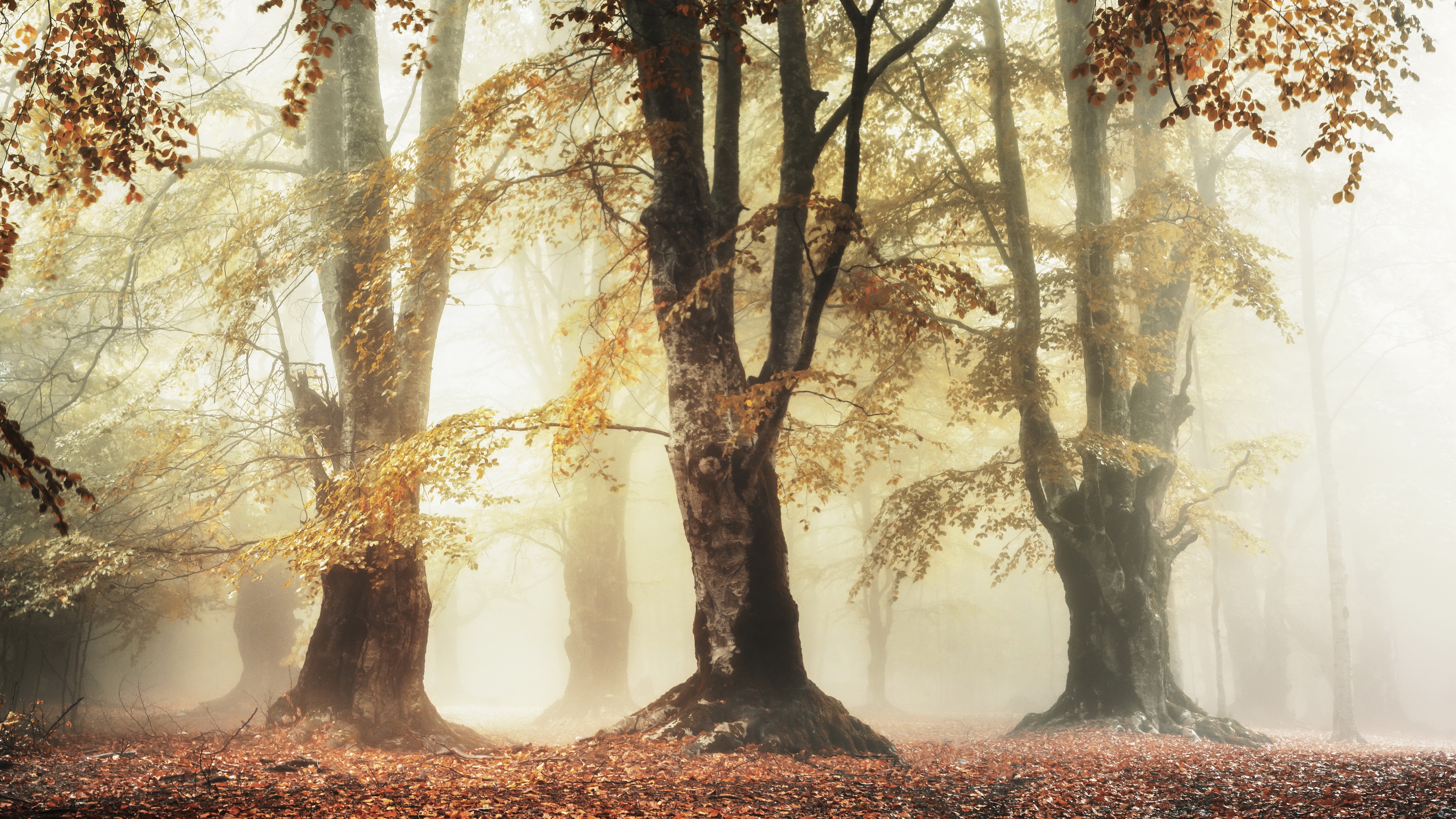 Скачать картинку Осень, Лес, Дерево, Туман, Земля/природа в телефон бесплатно.