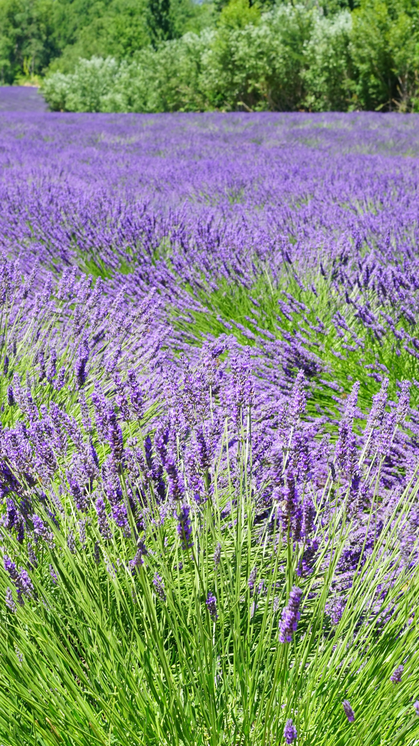 Téléchargez des papiers peints mobile Fleurs, Été, Fleur, Champ, Lavande, Fleur Mauve, La Nature, Terre/nature gratuitement.