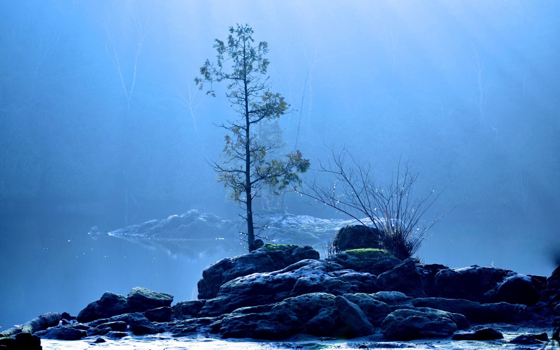 Download mobile wallpaper Fog, Tree, Wood, Lake, Nature for free.
