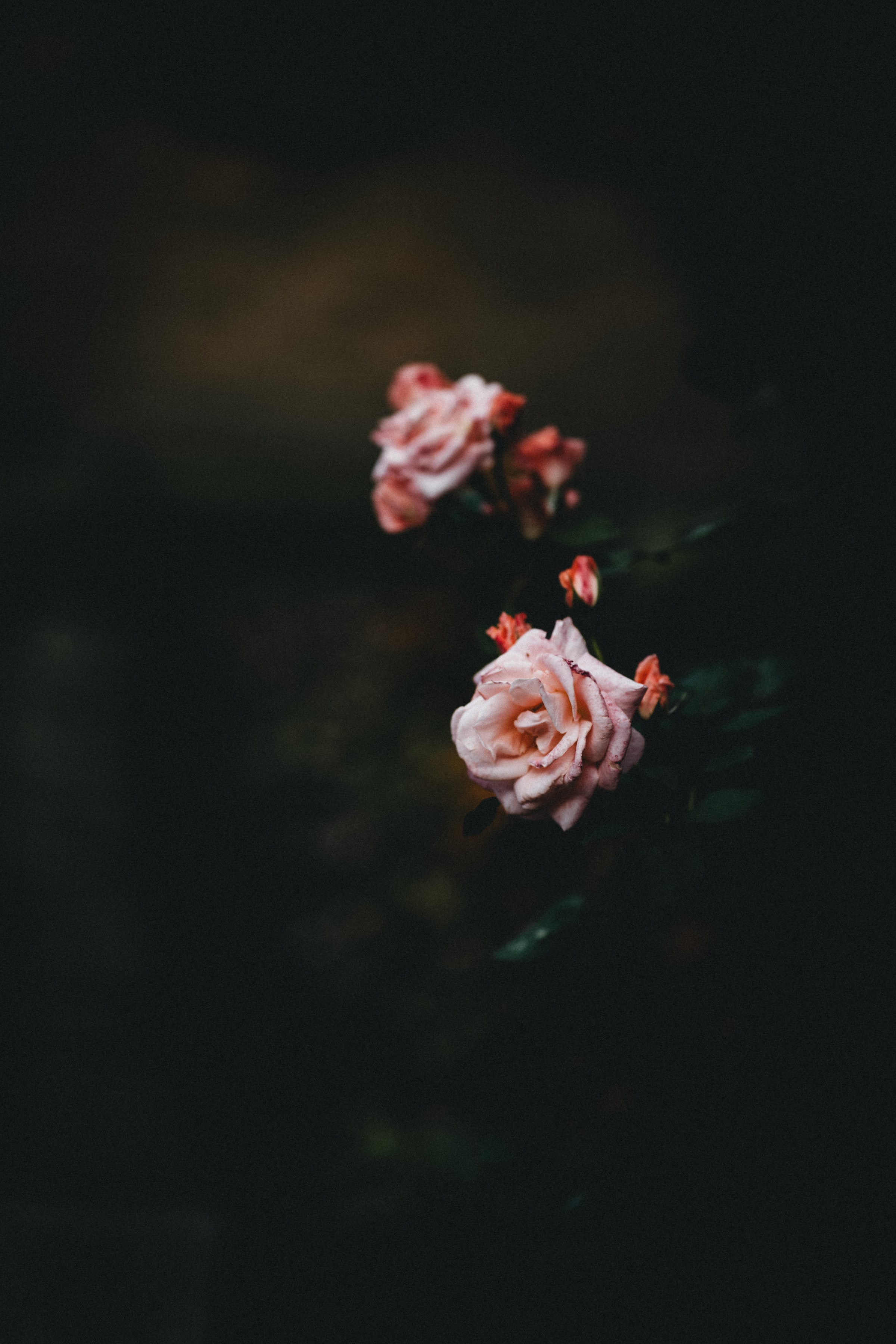 Free download wallpaper Rose, Rose Flower, Pink, Flower, Plant, Flowers, Dark on your PC desktop