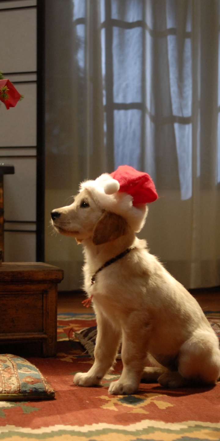 無料モバイル壁紙映画, クリスマス, 犬, ラブラドール・レトリバー, サンタハット, サンタの仲間をダウンロードします。