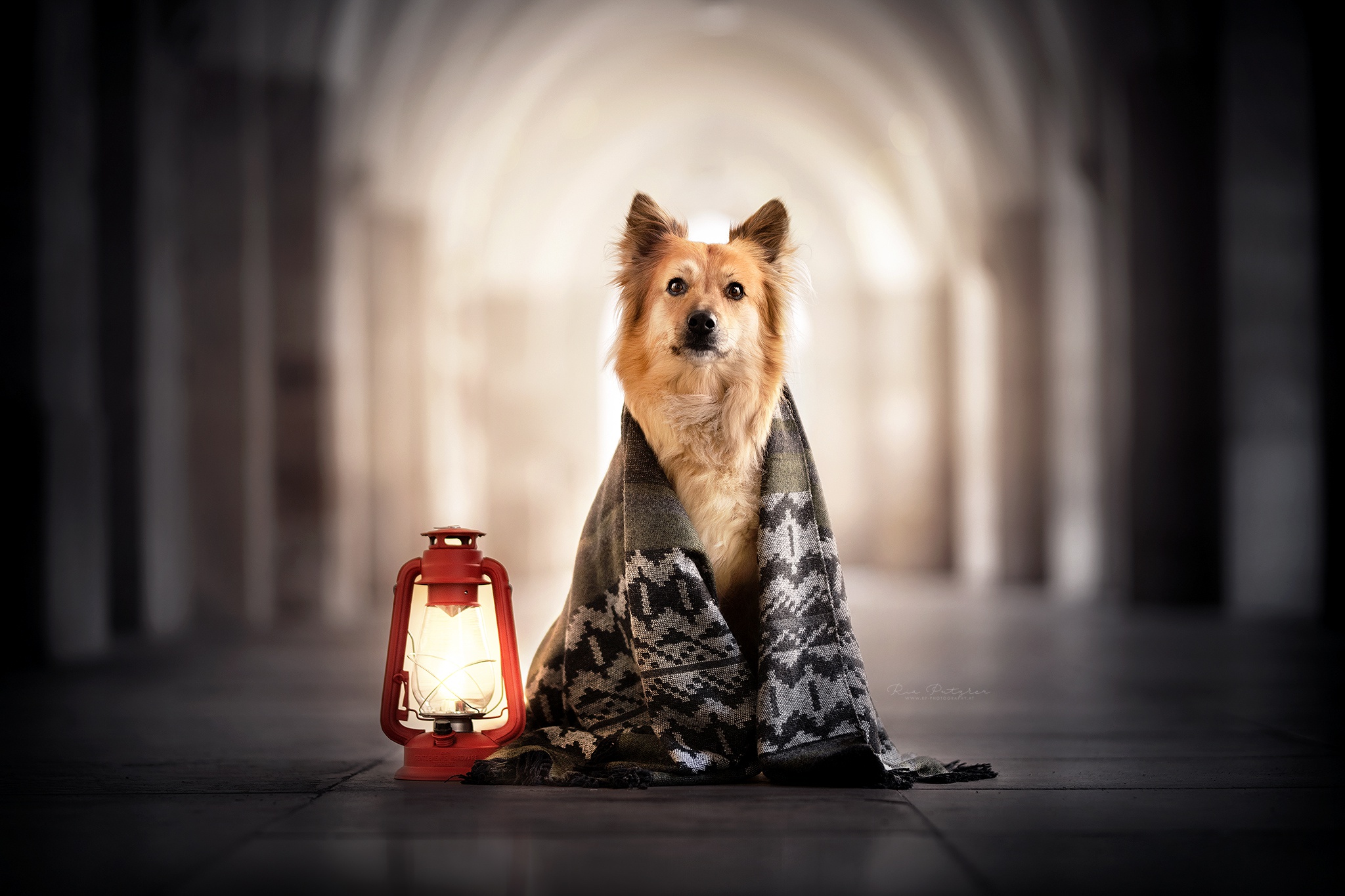 無料モバイル壁紙動物, 犬, スカーフ, 灯籠, 被写界深度をダウンロードします。