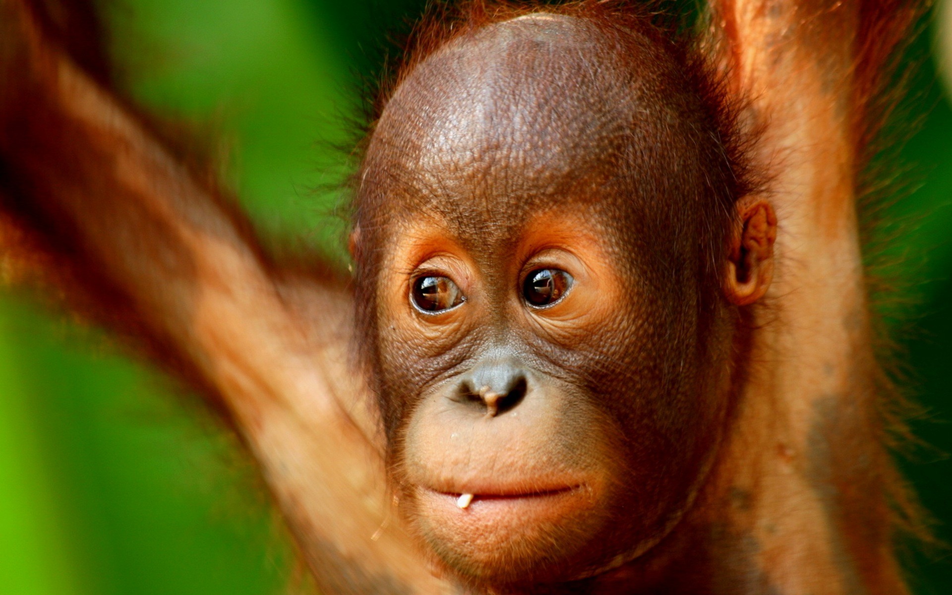 Free download wallpaper Monkeys, Animal, Orangutan on your PC desktop