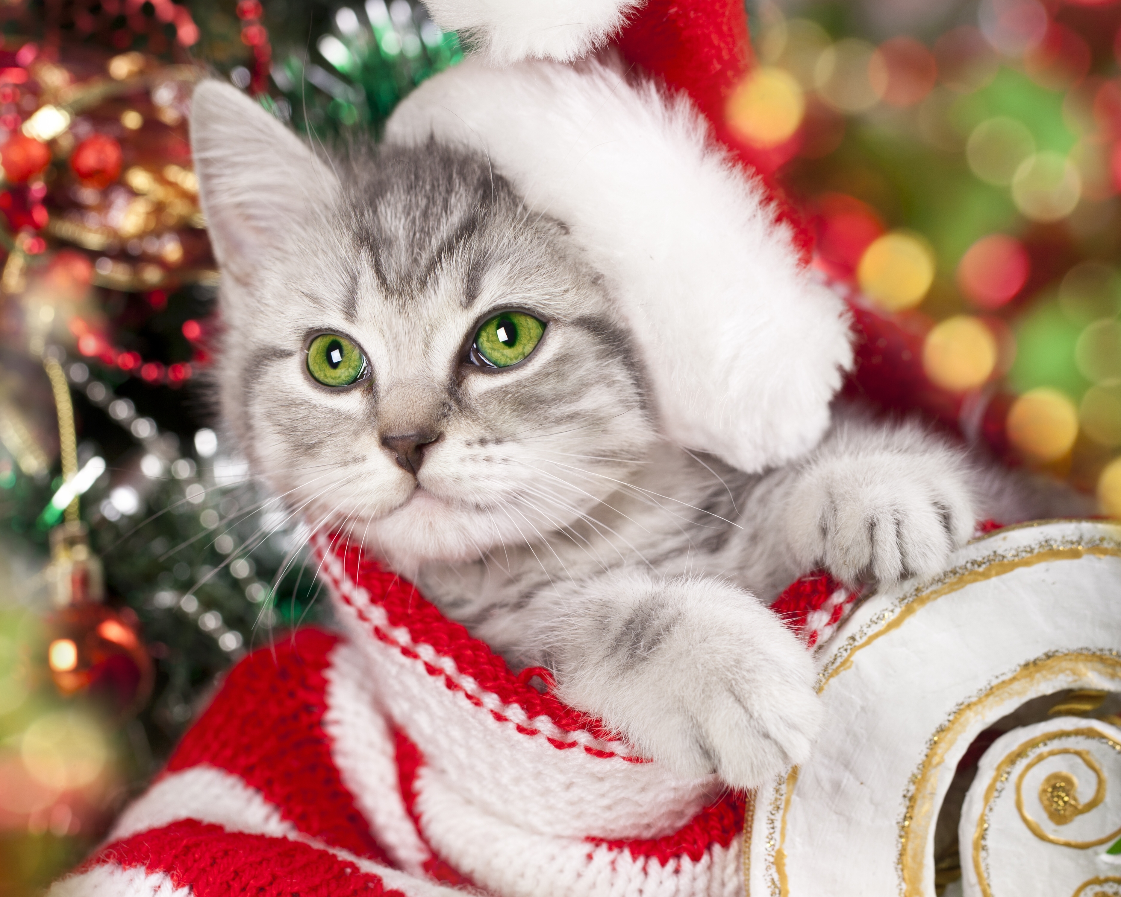 Скачать картинку Животные, Рождество, Котенок, Боке, Кошка, Кошки в телефон бесплатно.