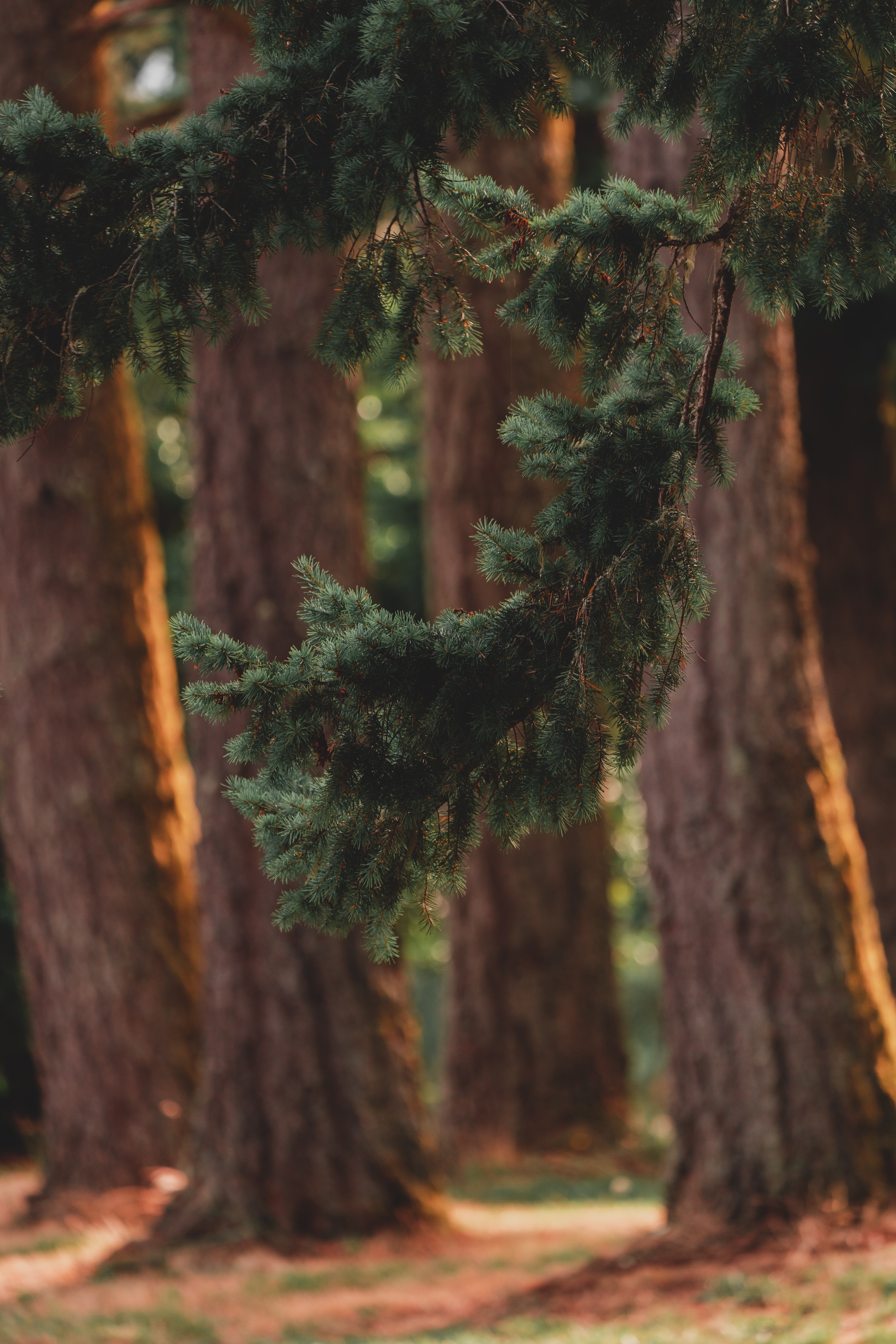 Free download wallpaper Nature, Trees, Coniferous, Forest, Branch, Pine on your PC desktop