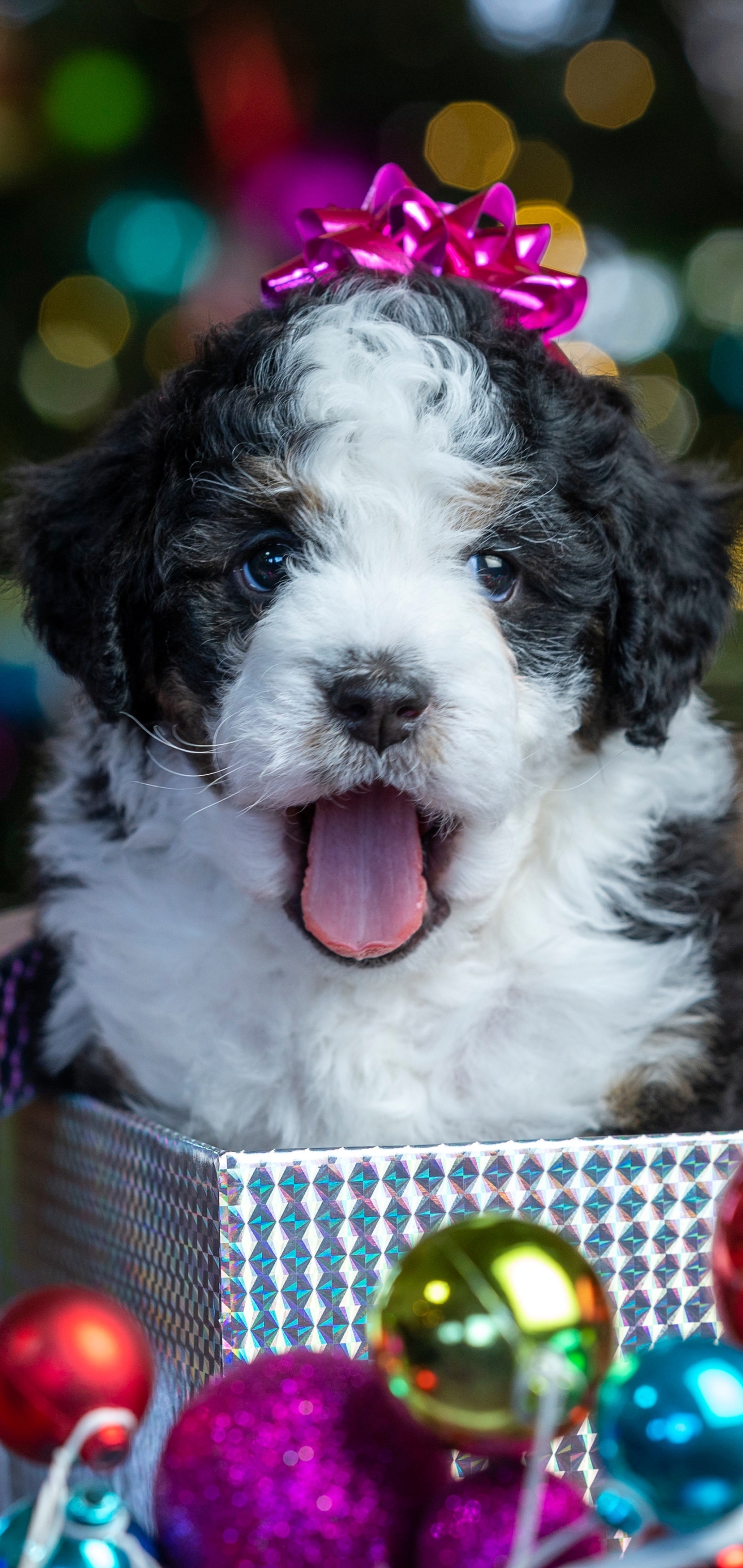 無料モバイル壁紙動物, 犬, 子犬, クリスマスオーナメント, 赤ちゃん動物をダウンロードします。