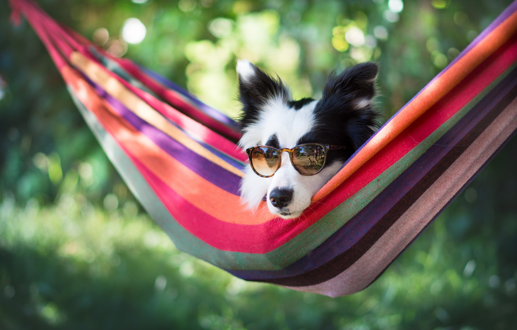 Download mobile wallpaper Dogs, Dog, Animal, Bokeh, Sunglasses, Hammock, Border Collie for free.