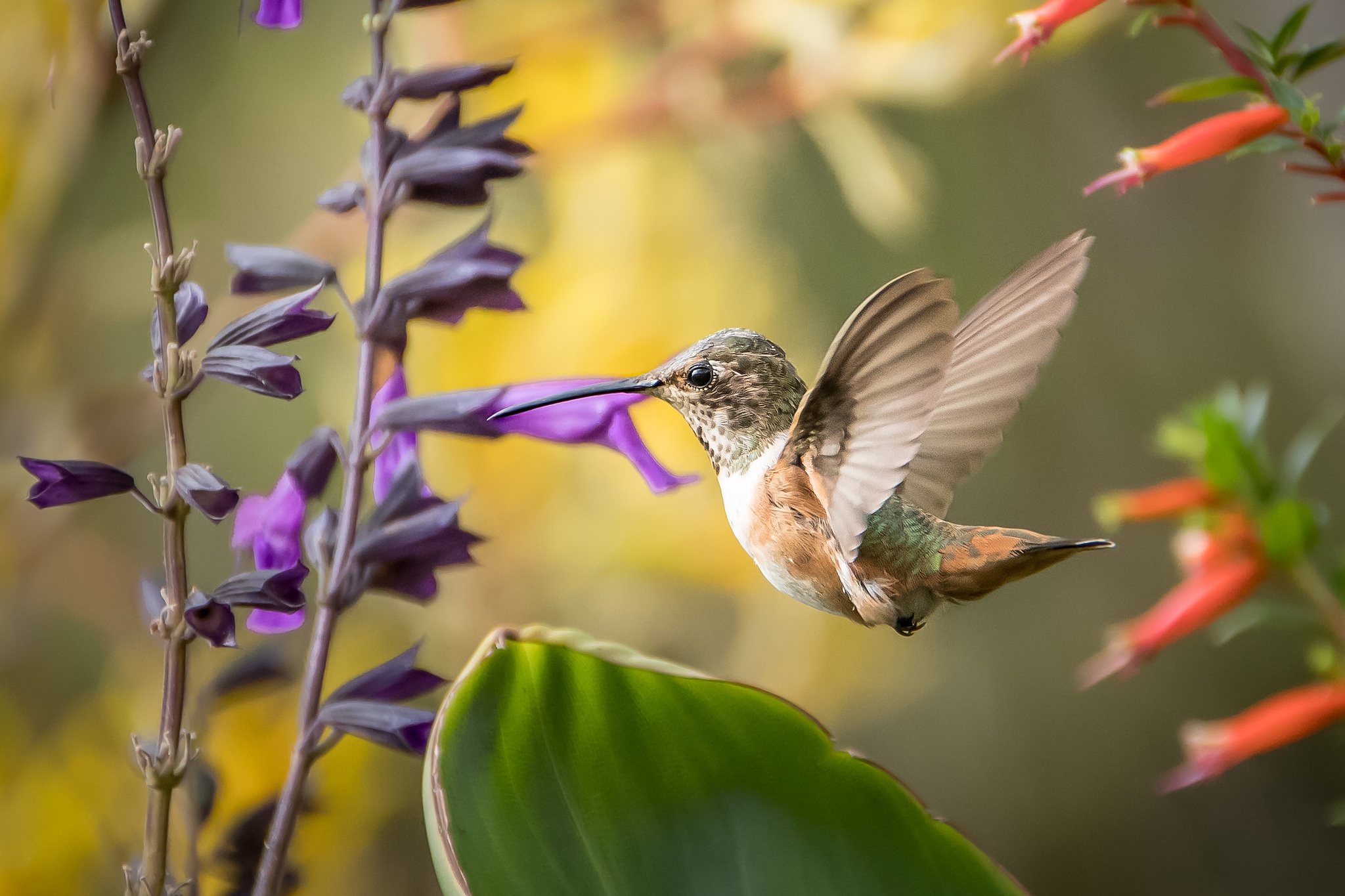 Download mobile wallpaper Birds, Flower, Macro, Bird, Animal, Hummingbird for free.