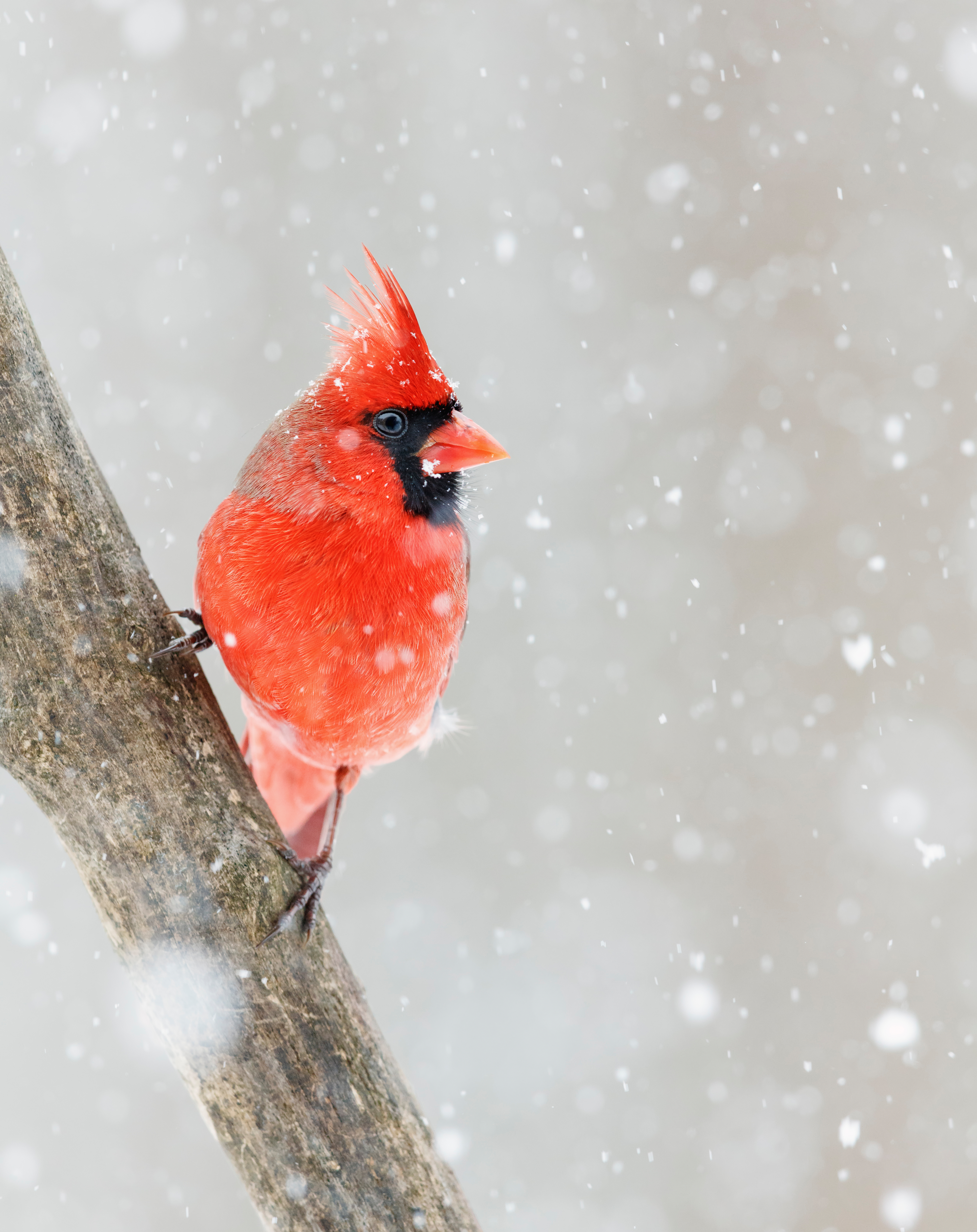 110684 скачать обои красный кардинал, птица, снег, животные, красный - заставки и картинки бесплатно