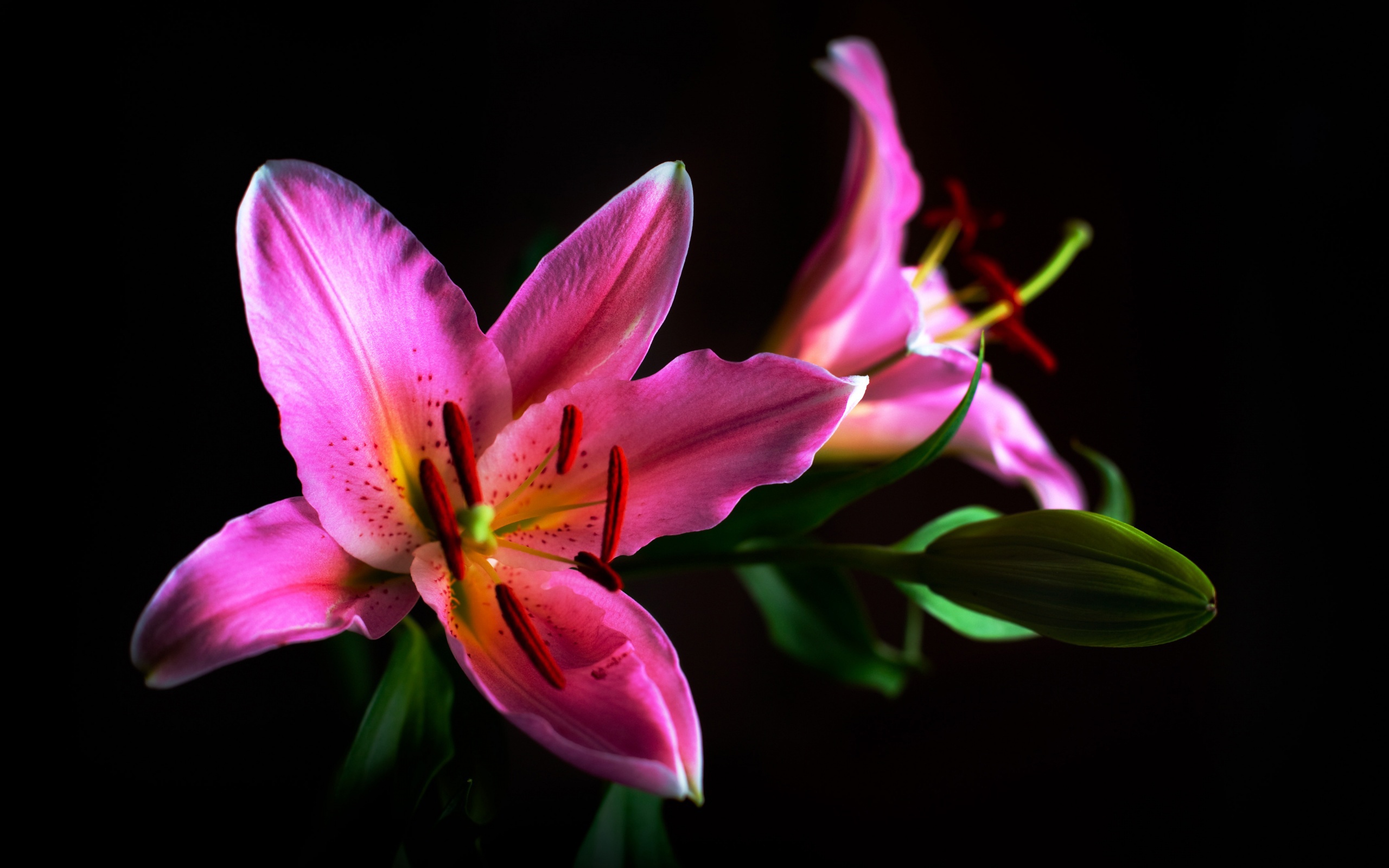 Download mobile wallpaper Flowers, Earth, Lily for free.