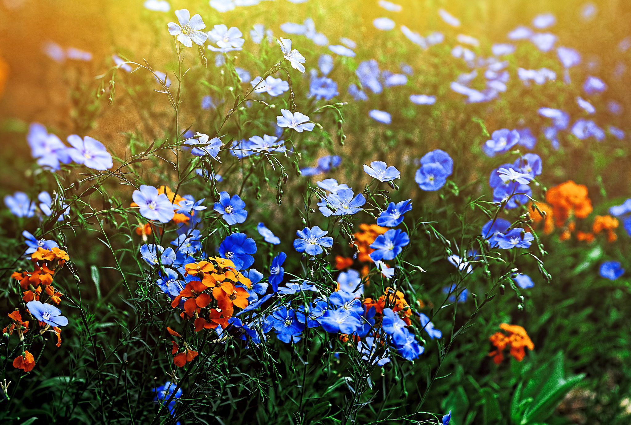 Handy-Wallpaper Natur, Blumen, Blume, Wiese, Erde/natur, Orangene Blume, Blaue Blume kostenlos herunterladen.