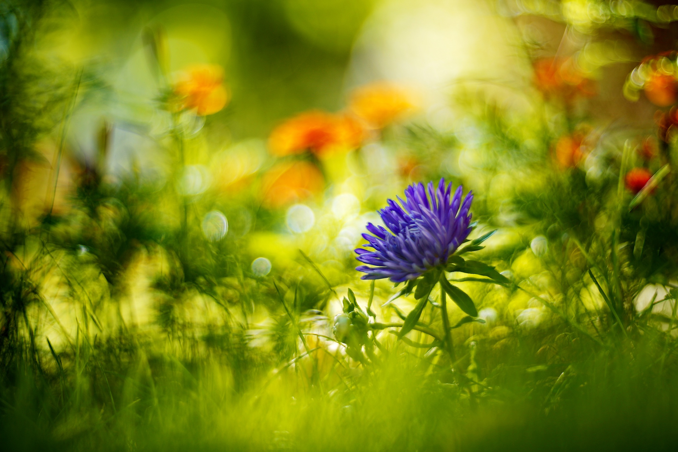 Free download wallpaper Flowers, Grass, Summer, Flower, Macro, Earth, Bokeh on your PC desktop