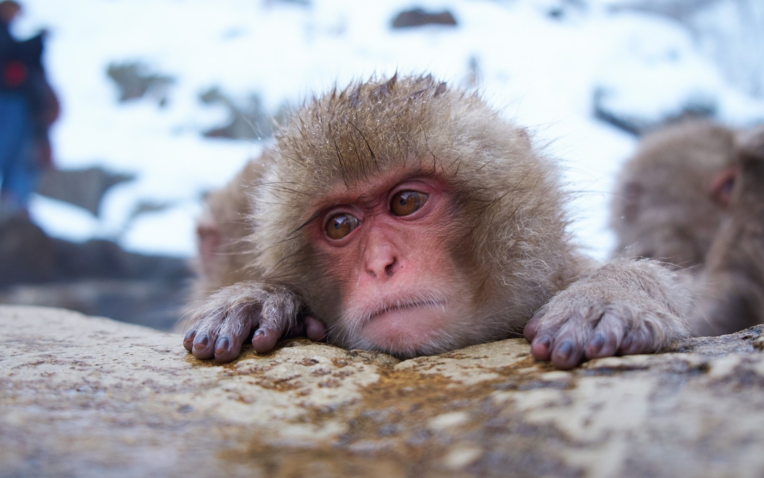 Скачати мобільні шпалери Японська Макака, Мавпи, Тварина безкоштовно.