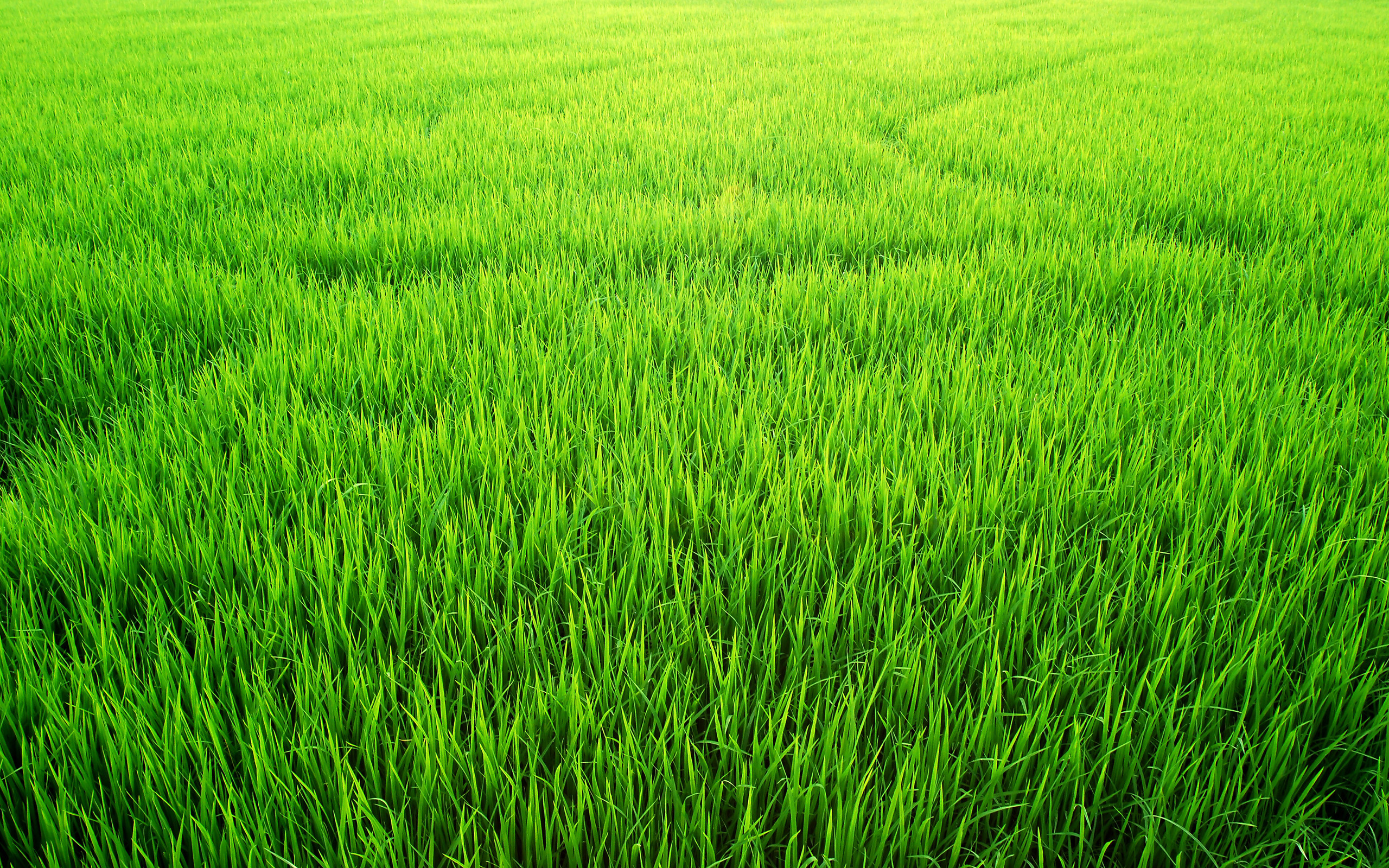 Download mobile wallpaper Earth, Field for free.