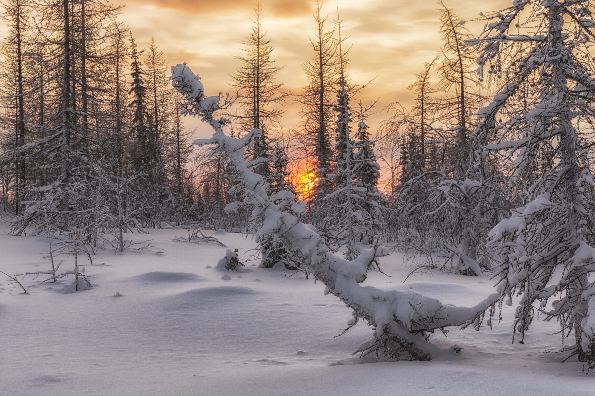 Скачать картинку Зима, Закат, Солнце, Снег, Лес, Ель, Земля/природа в телефон бесплатно.