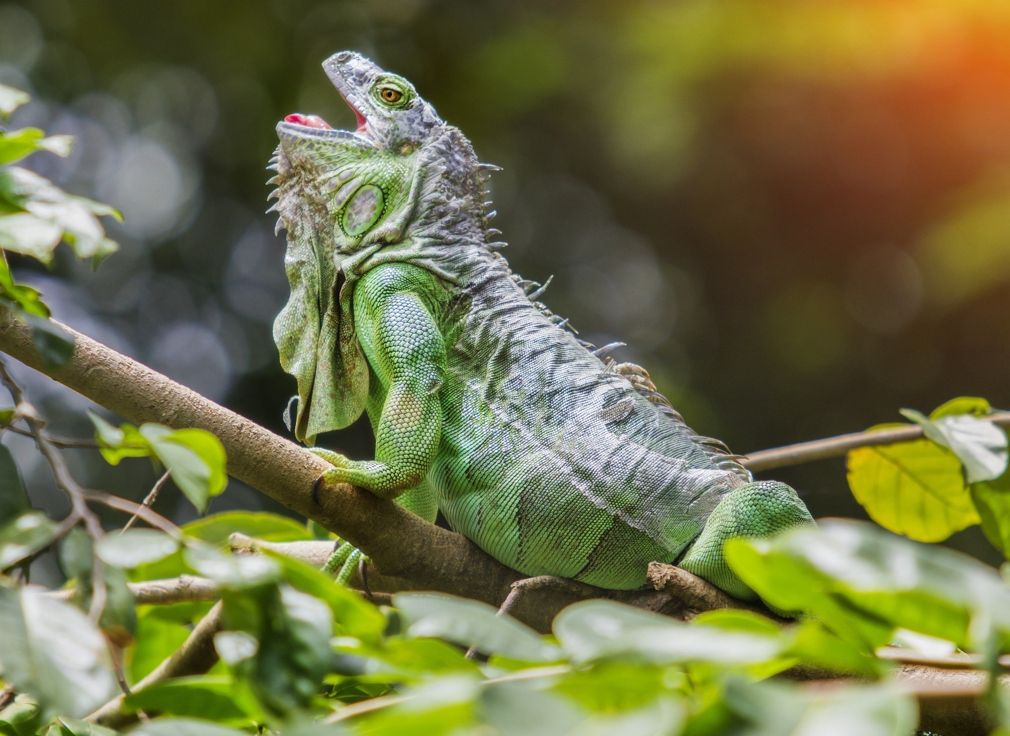 Descarga gratuita de fondo de pantalla para móvil de Iguana, Selva, Reptil, Reptiles, Animales.