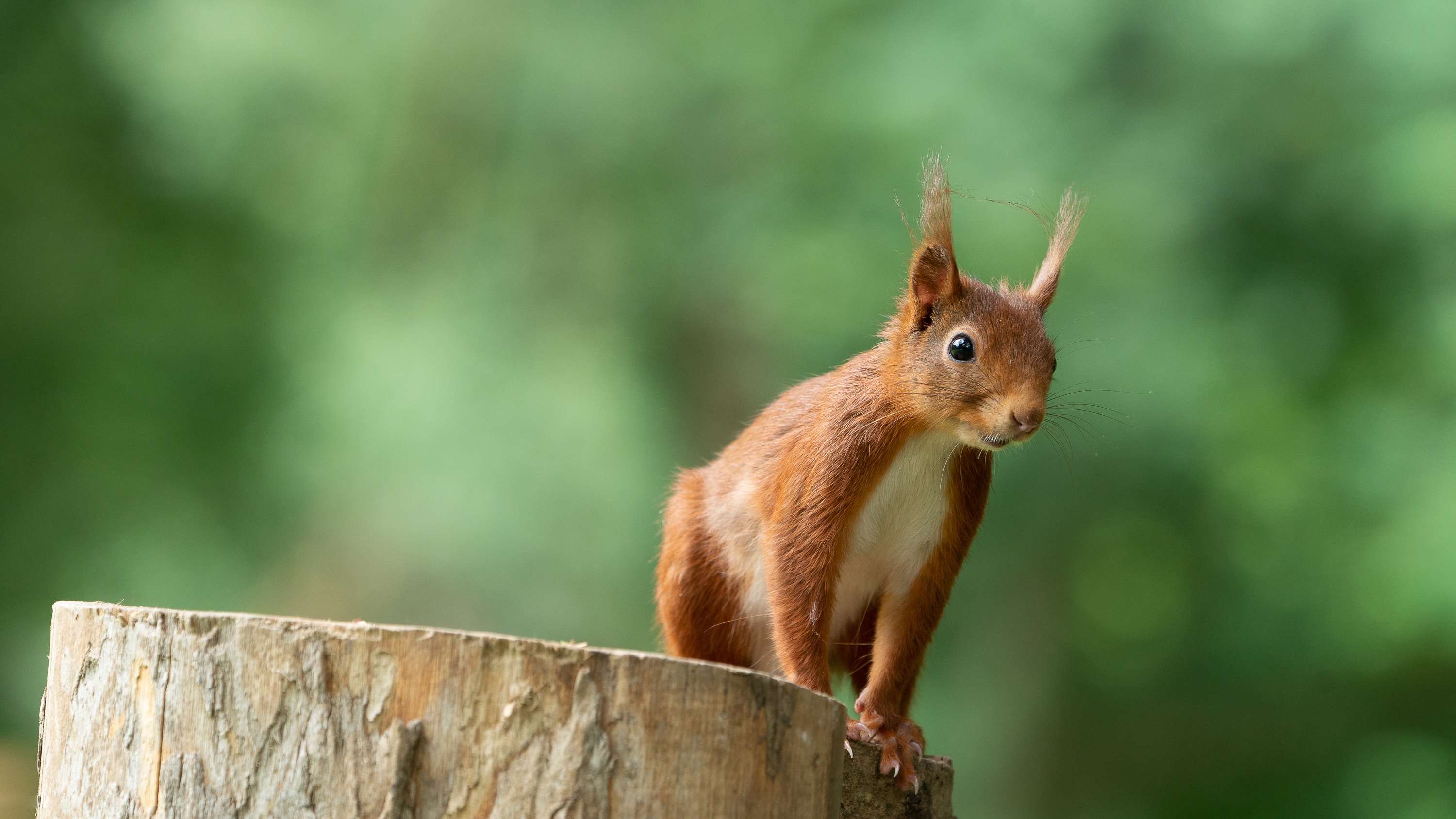 Download mobile wallpaper Squirrel, Animal, Rodent for free.