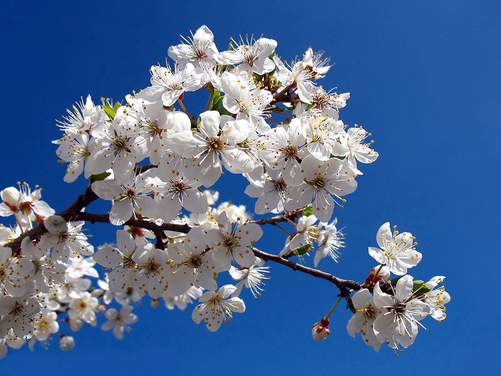 114251壁紙のダウンロードフラワーズ, スカイ, ブランチ, 枝, 咲く, 開花, 春, 晴れ, クリア-スクリーンセーバーと写真を無料で