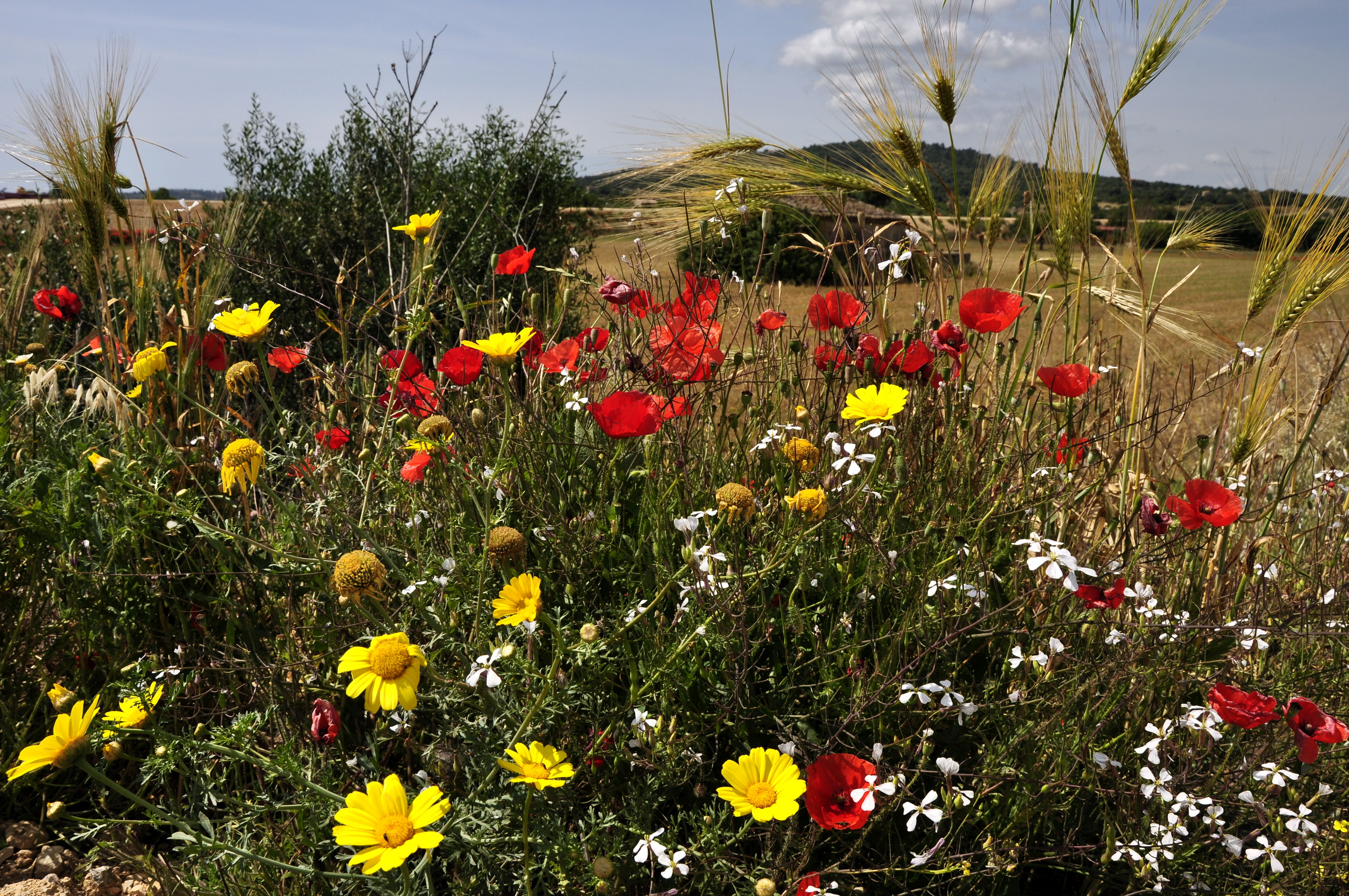 Download mobile wallpaper Flowers, Flower, Earth, Landscape for free.