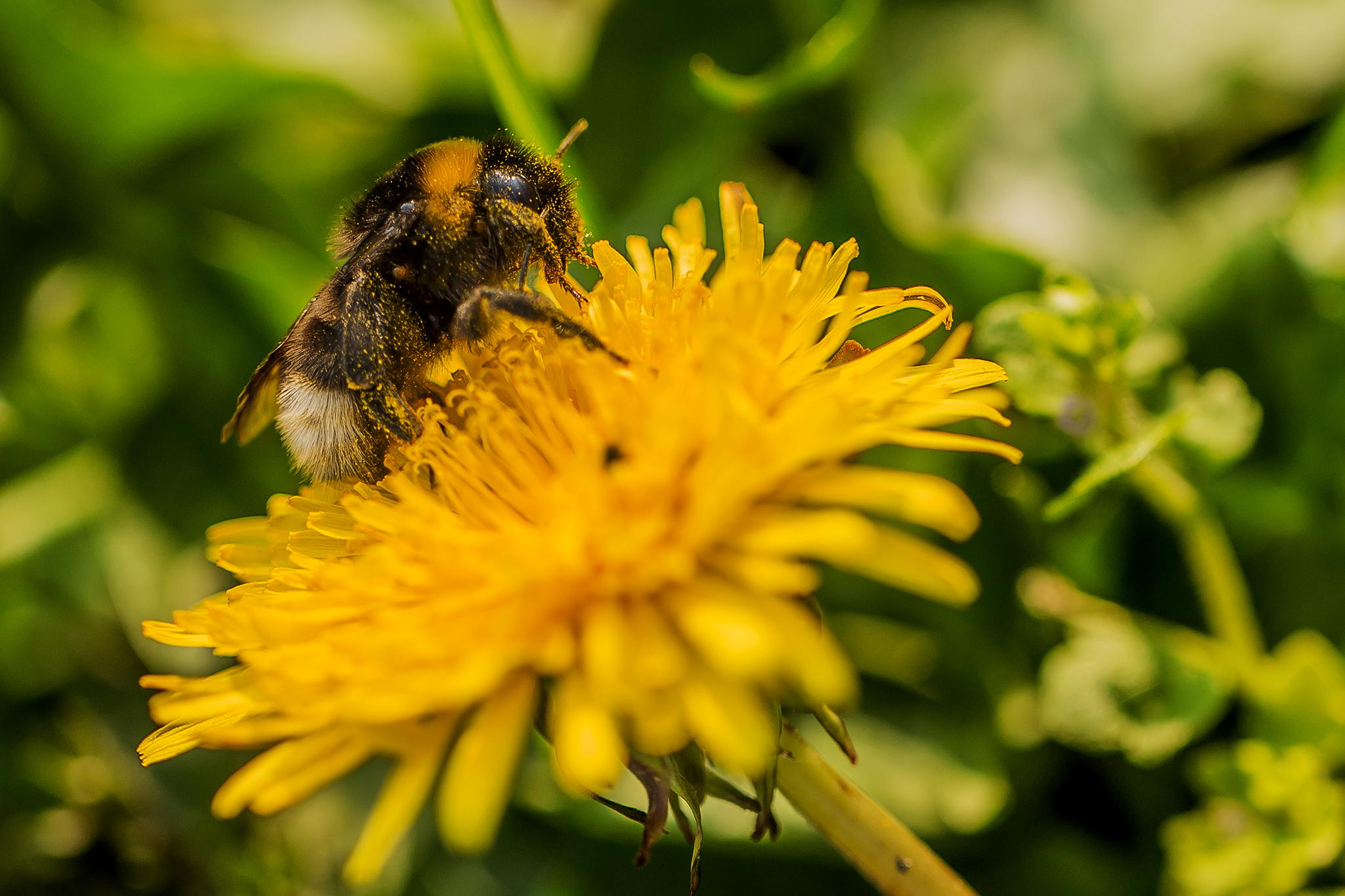 Handy-Wallpaper Biene, Insekten, Bokeh, Gelbe Blume, Blume, Tiere kostenlos herunterladen.