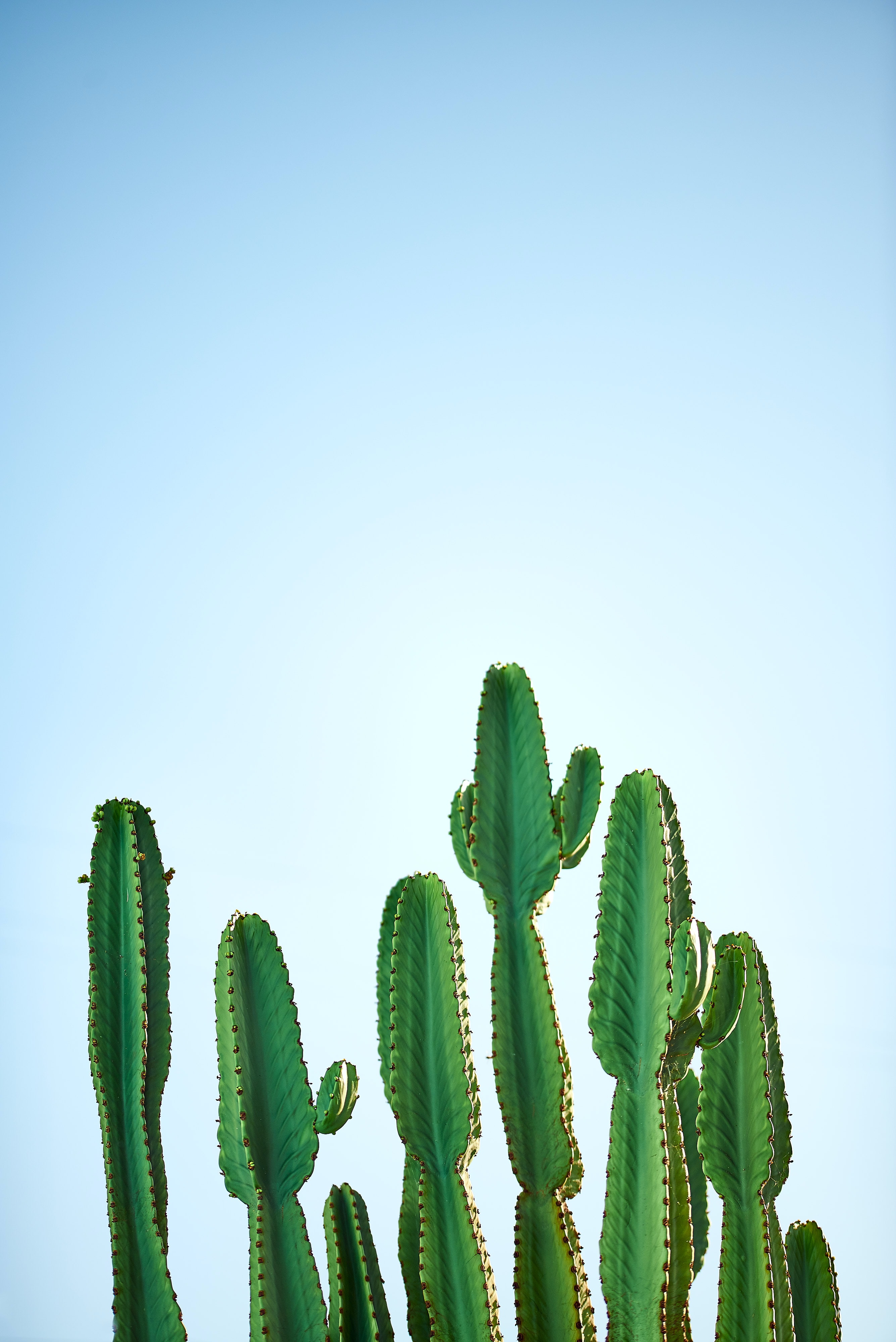 131187 descargar fondo de pantalla cactus, naturaleza, cielo, planta, cacto, espinas, enfocar, centro de atención: protectores de pantalla e imágenes gratis