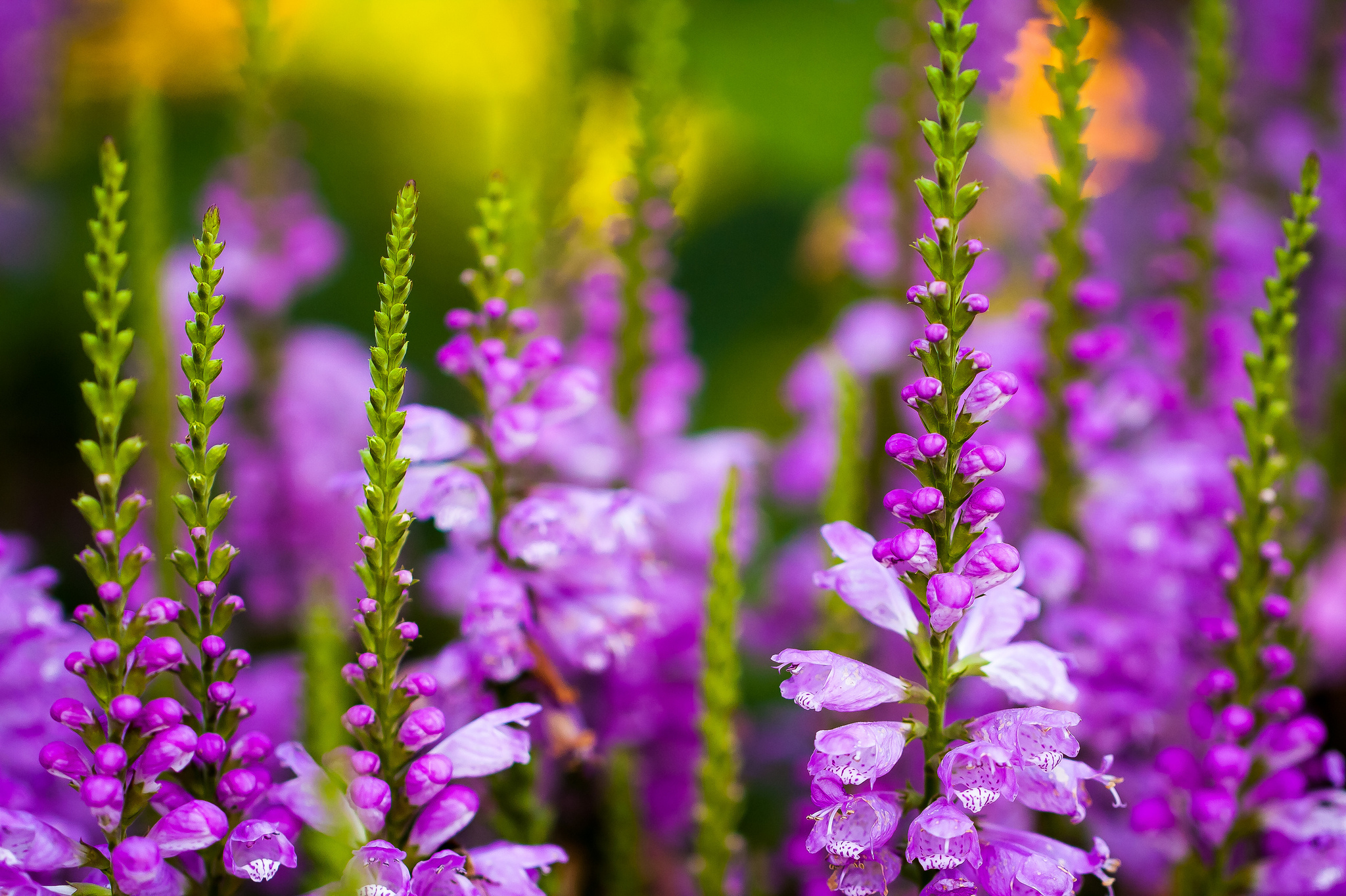 Téléchargez gratuitement l'image Fleurs, Fleur, Terre/nature sur le bureau de votre PC