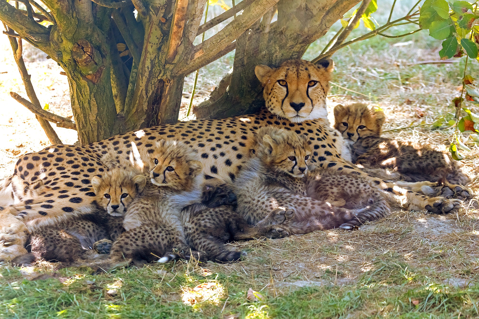 Handy-Wallpaper Tiere, Katzen, Gepard, Tierbaby, Jungtier kostenlos herunterladen.