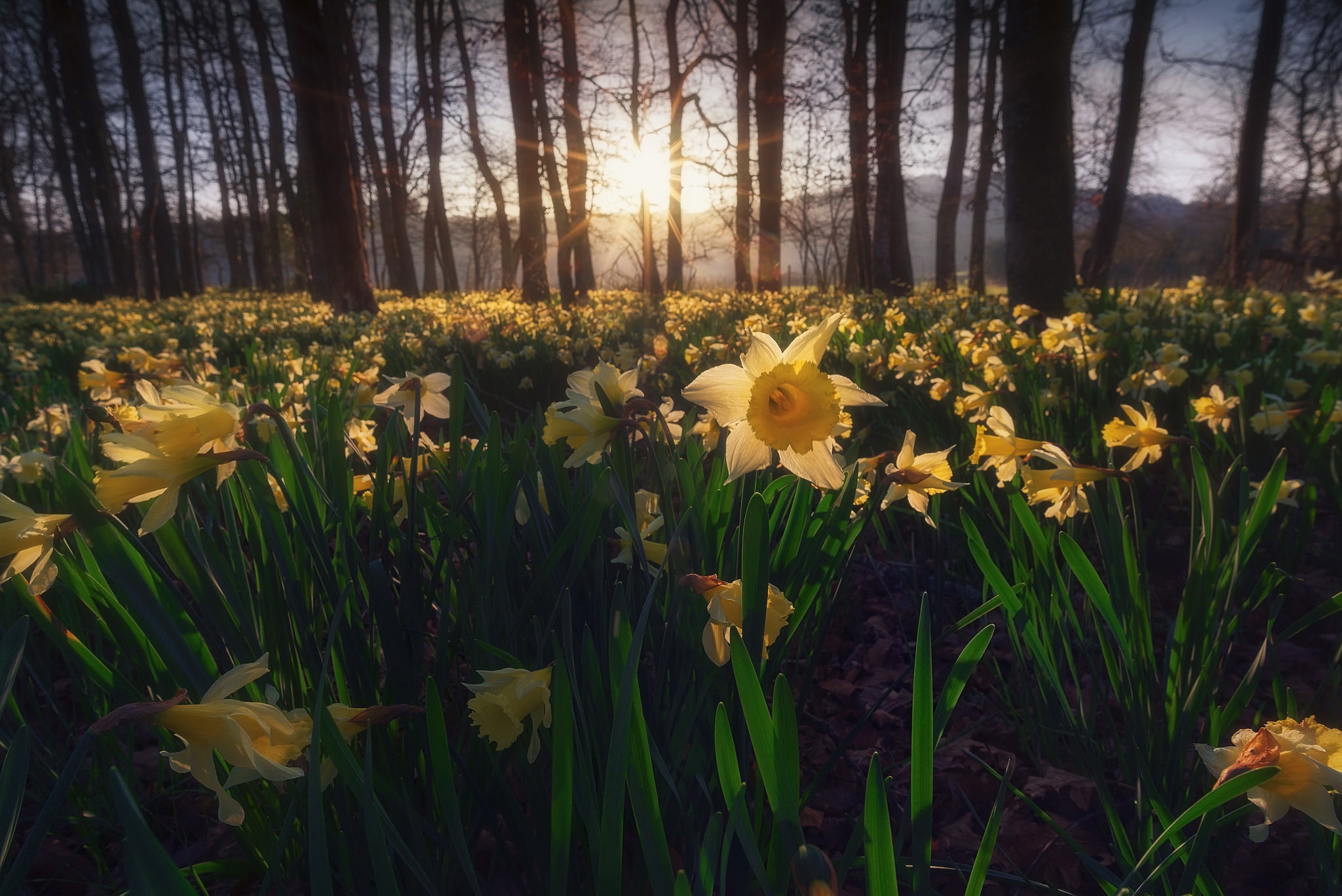 Download mobile wallpaper Nature, Flowers, Flower, Earth, Yellow Flower, Sunbeam, Daffodil for free.