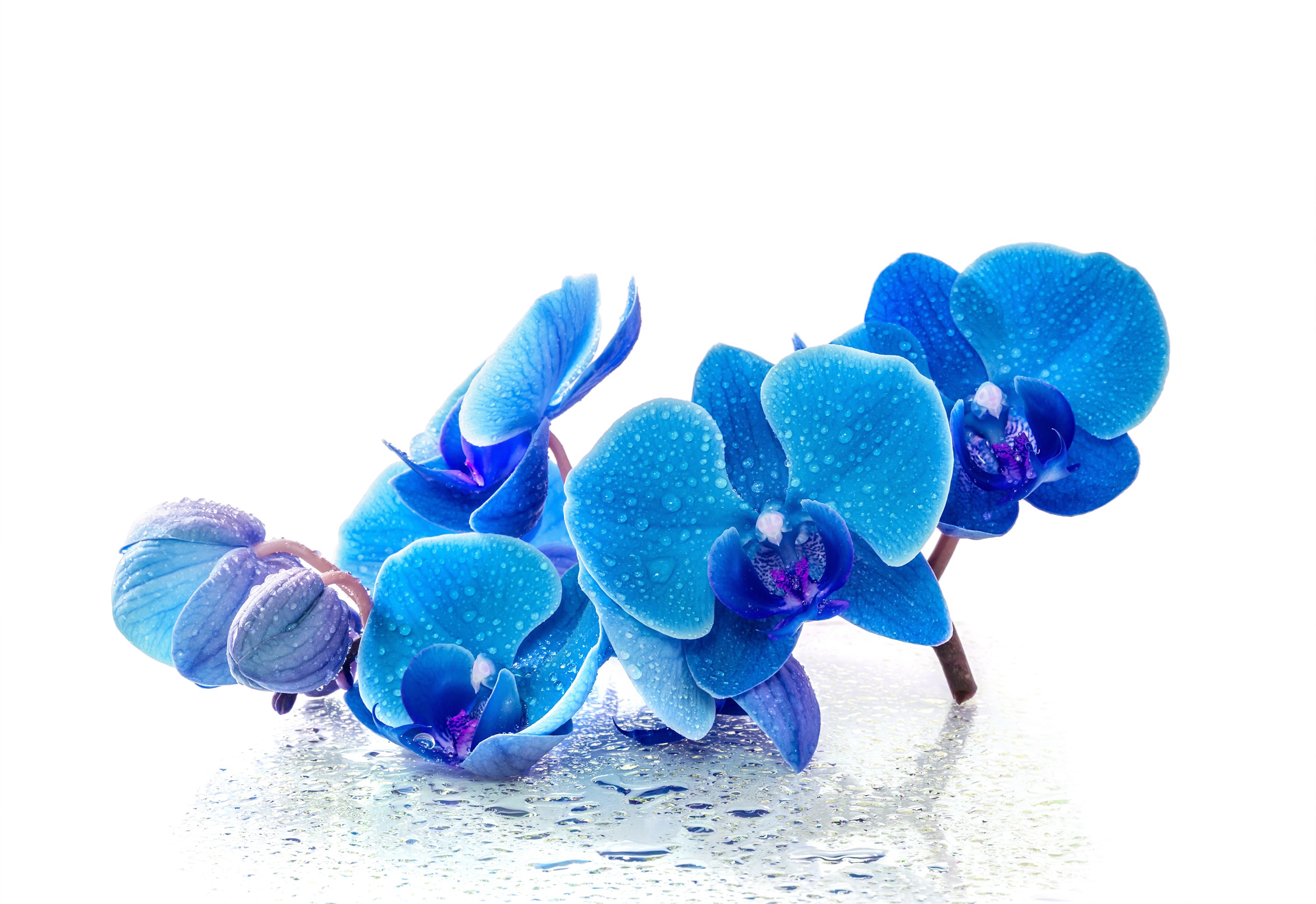 Download mobile wallpaper Flowers, Flower, Earth, Orchid, Water Drop, Blue Flower for free.