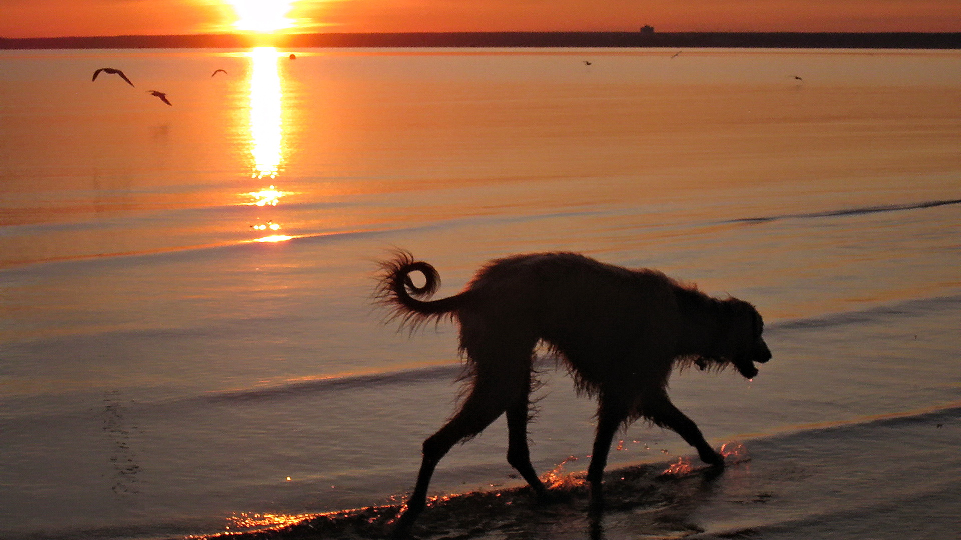 Handy-Wallpaper Hunde, Hund, Tiere kostenlos herunterladen.